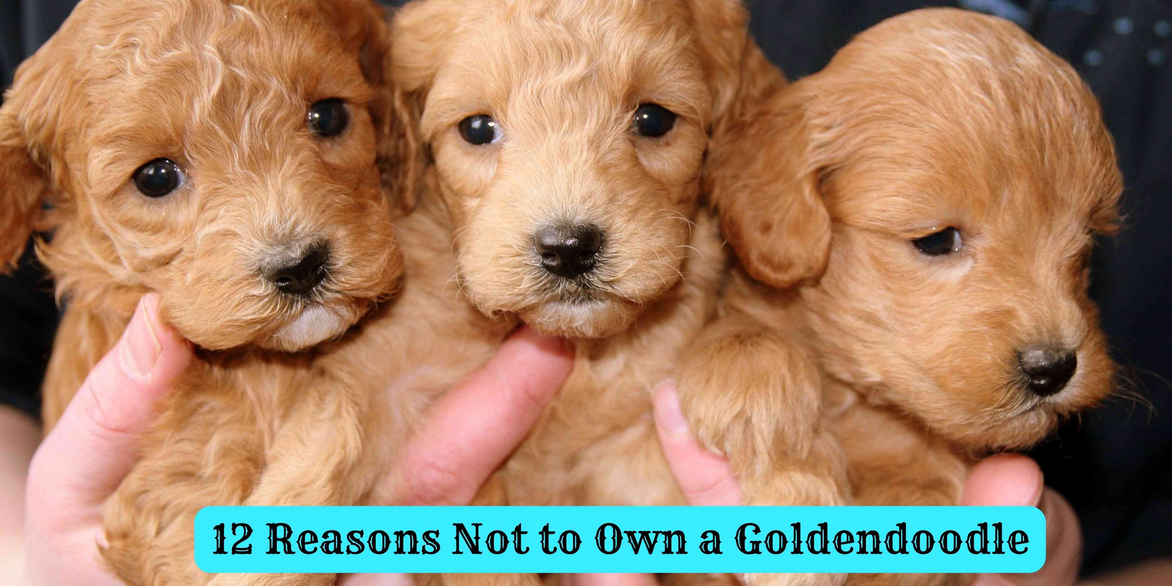 12 Reasons Not to Own a Goldendoodle