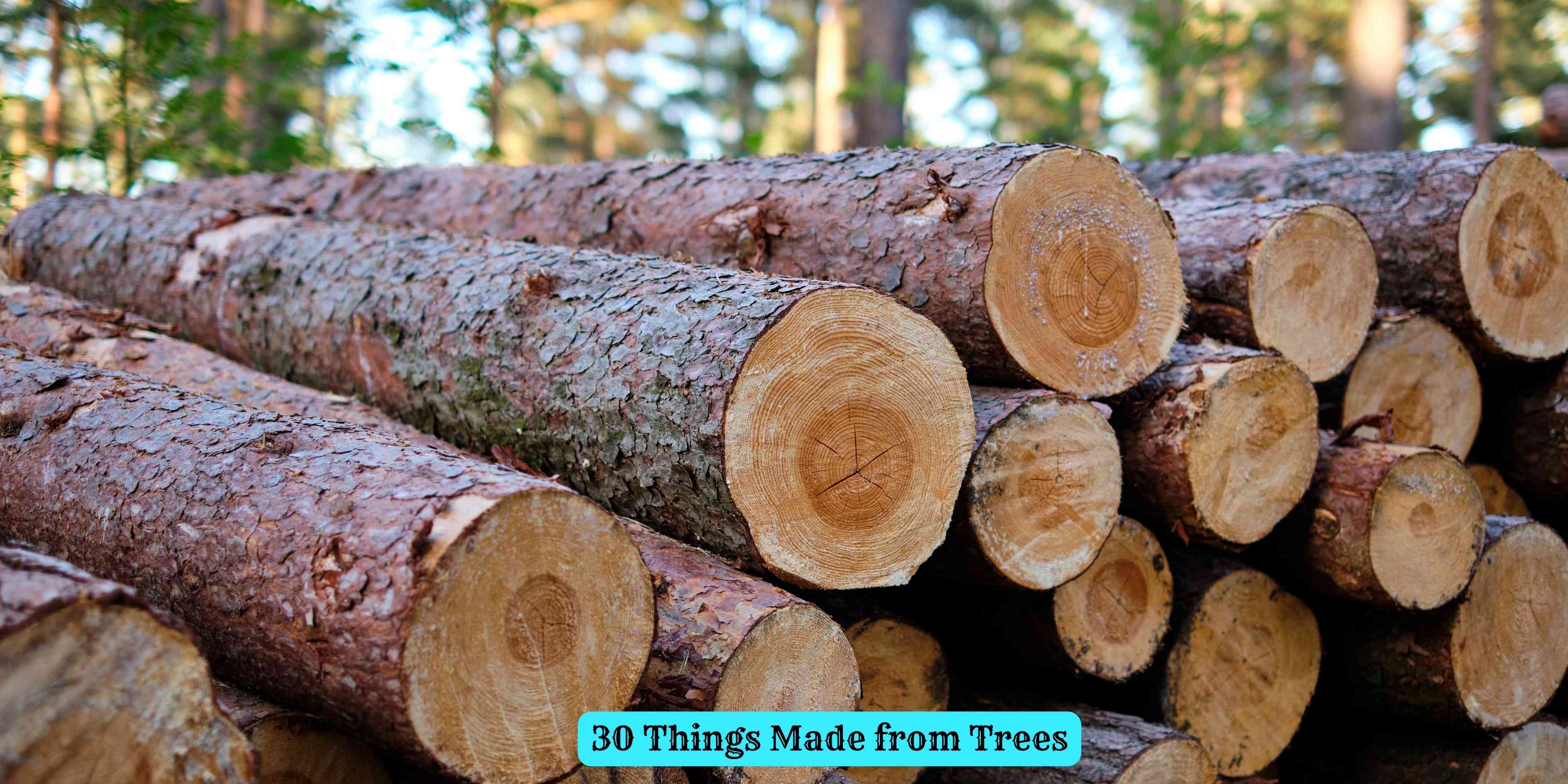 30 Things Made from Trees