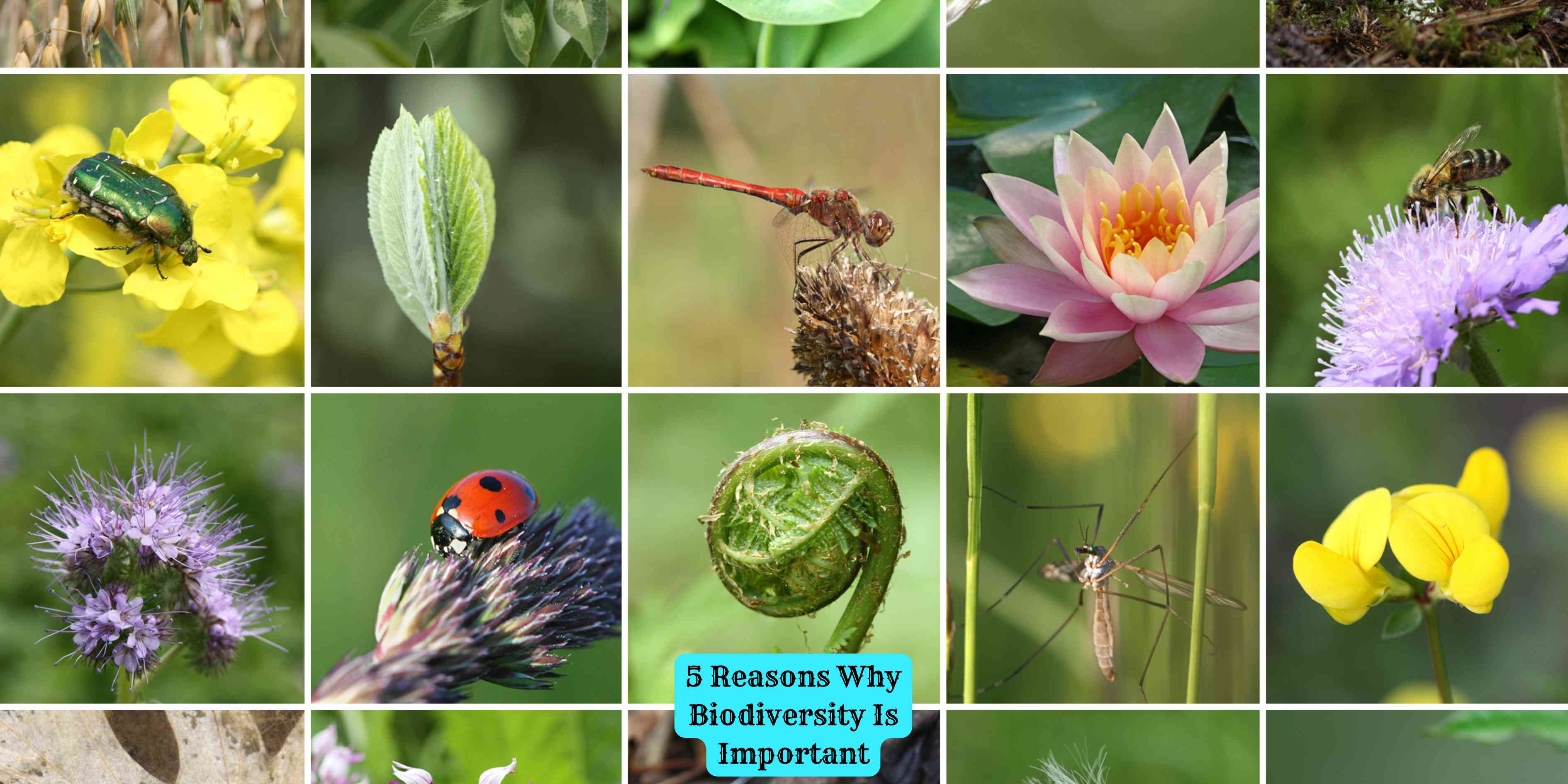 5 Reasons Why Biodiversity Is Important