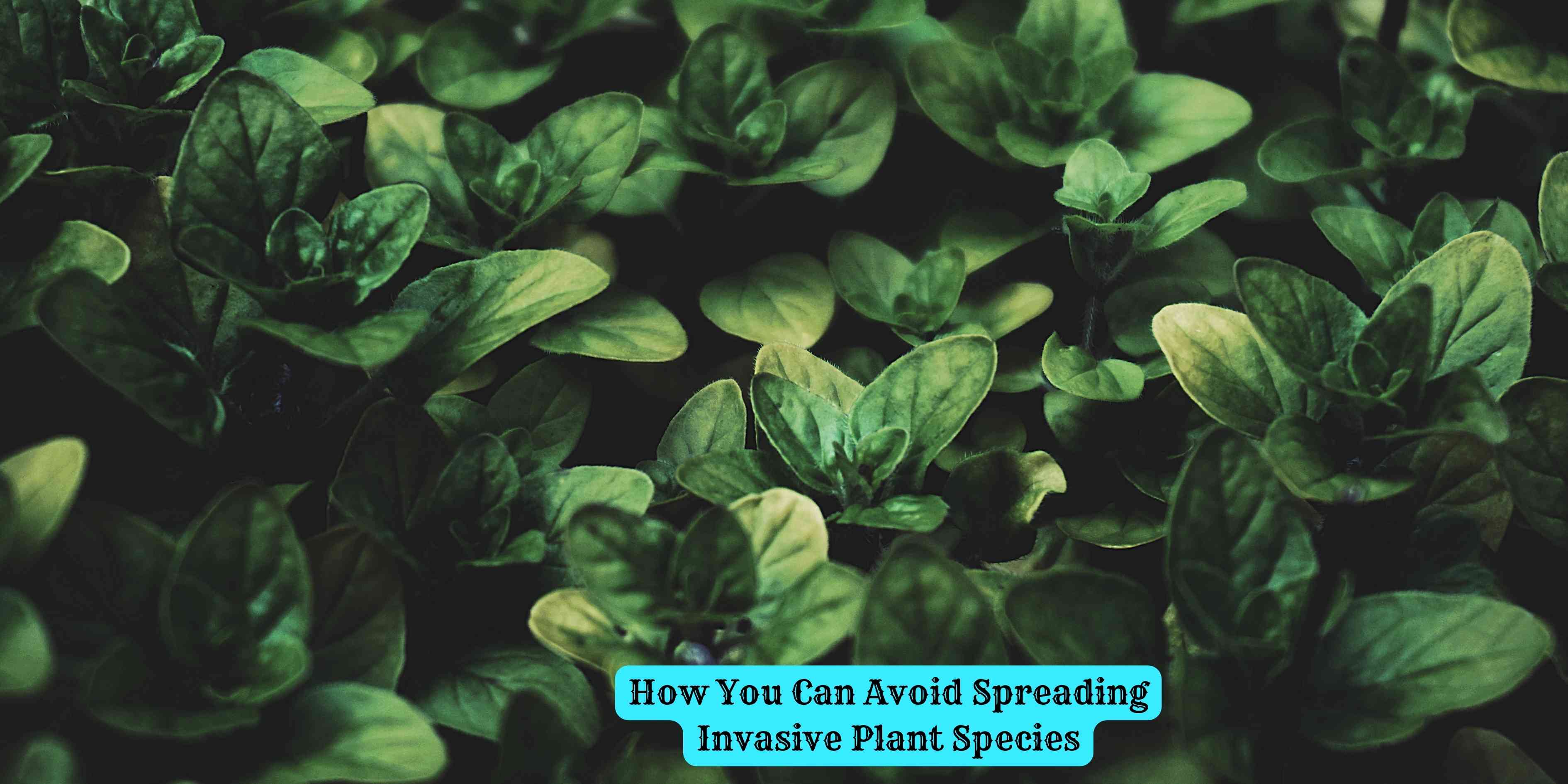 How You Can Avoid Spreading Invasive Plant Species