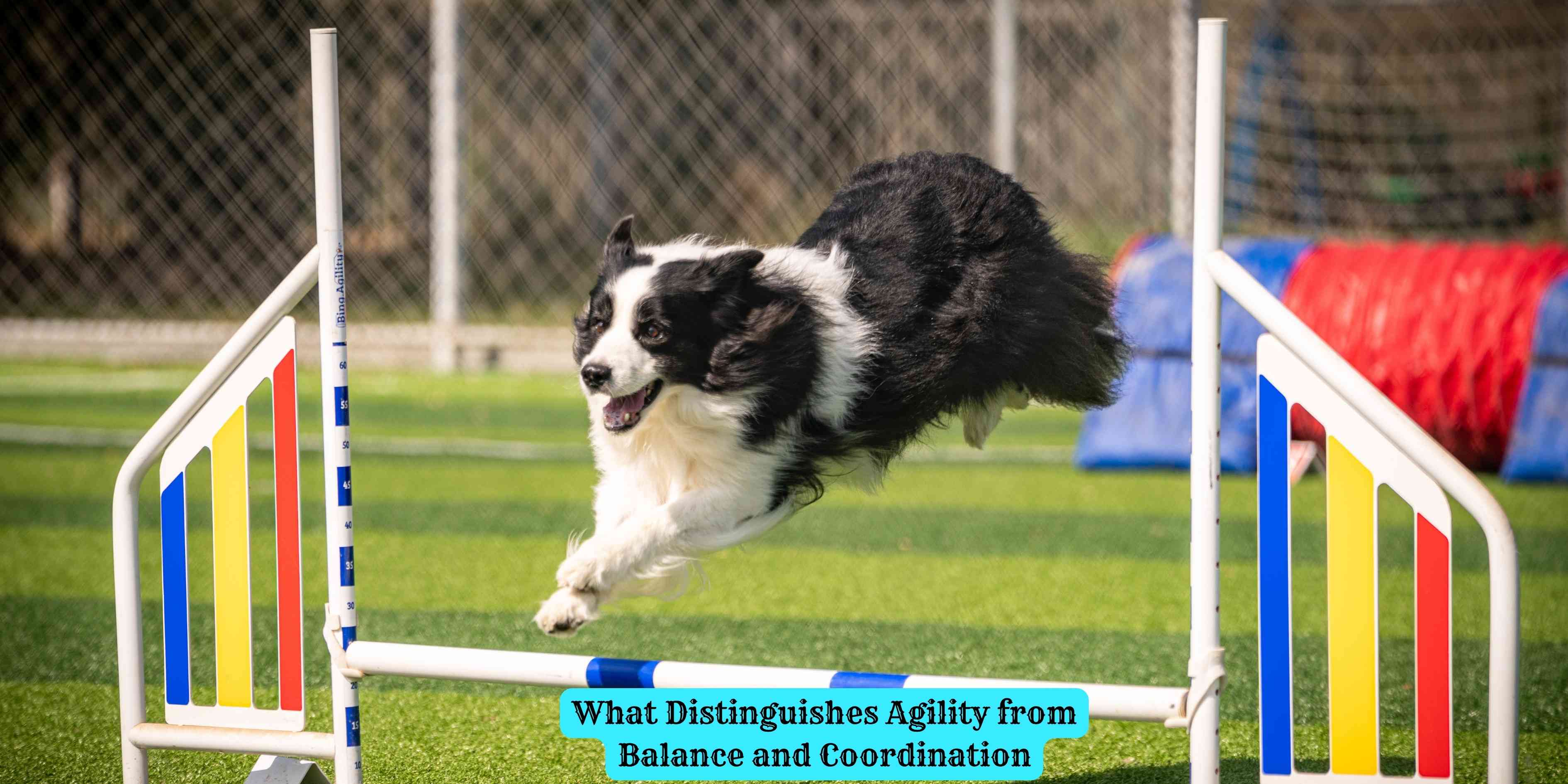 What Distinguishes Agility from Balance and Coordination