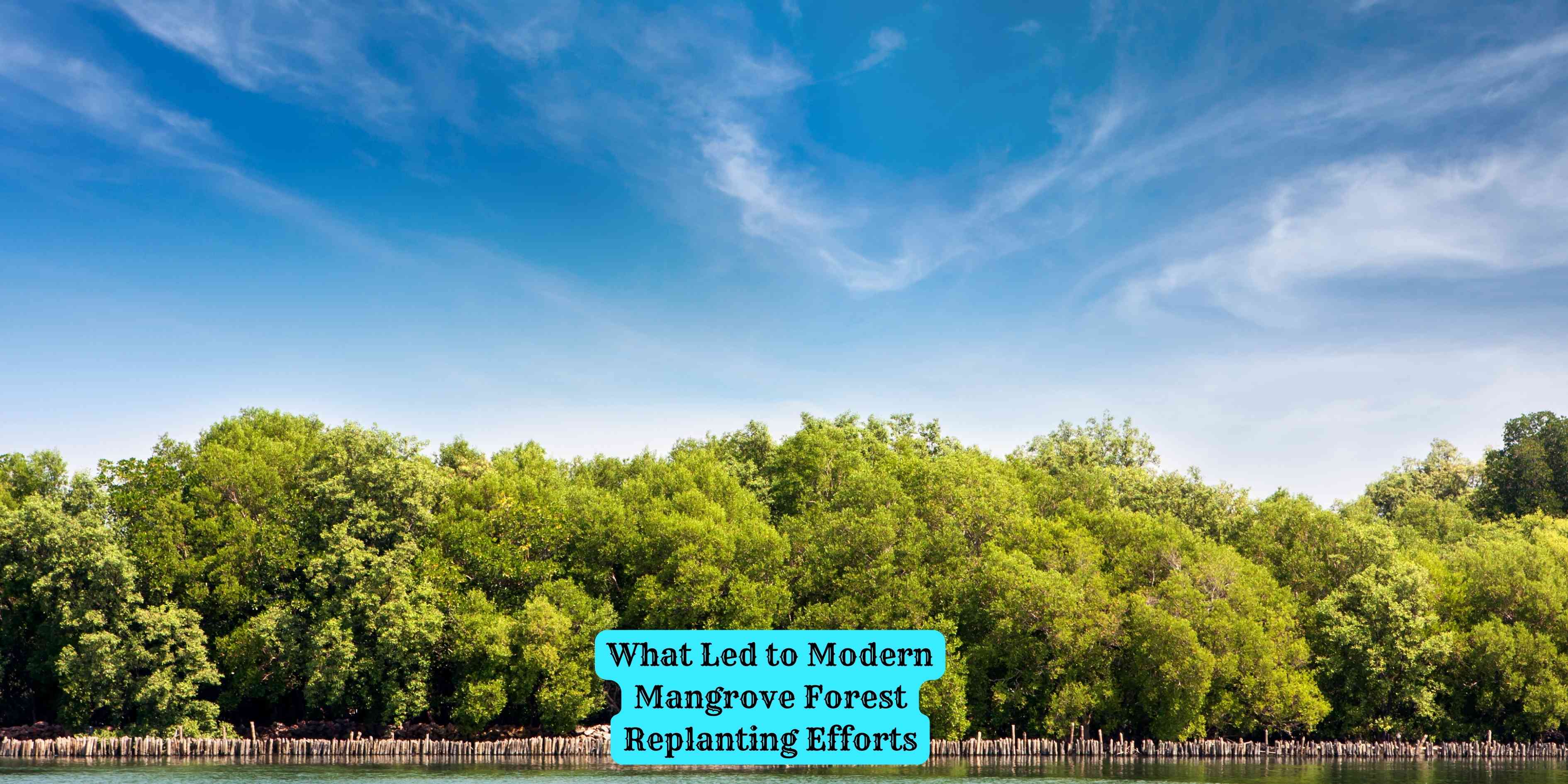 What Led to Modern Mangrove Forest Replanting Efforts