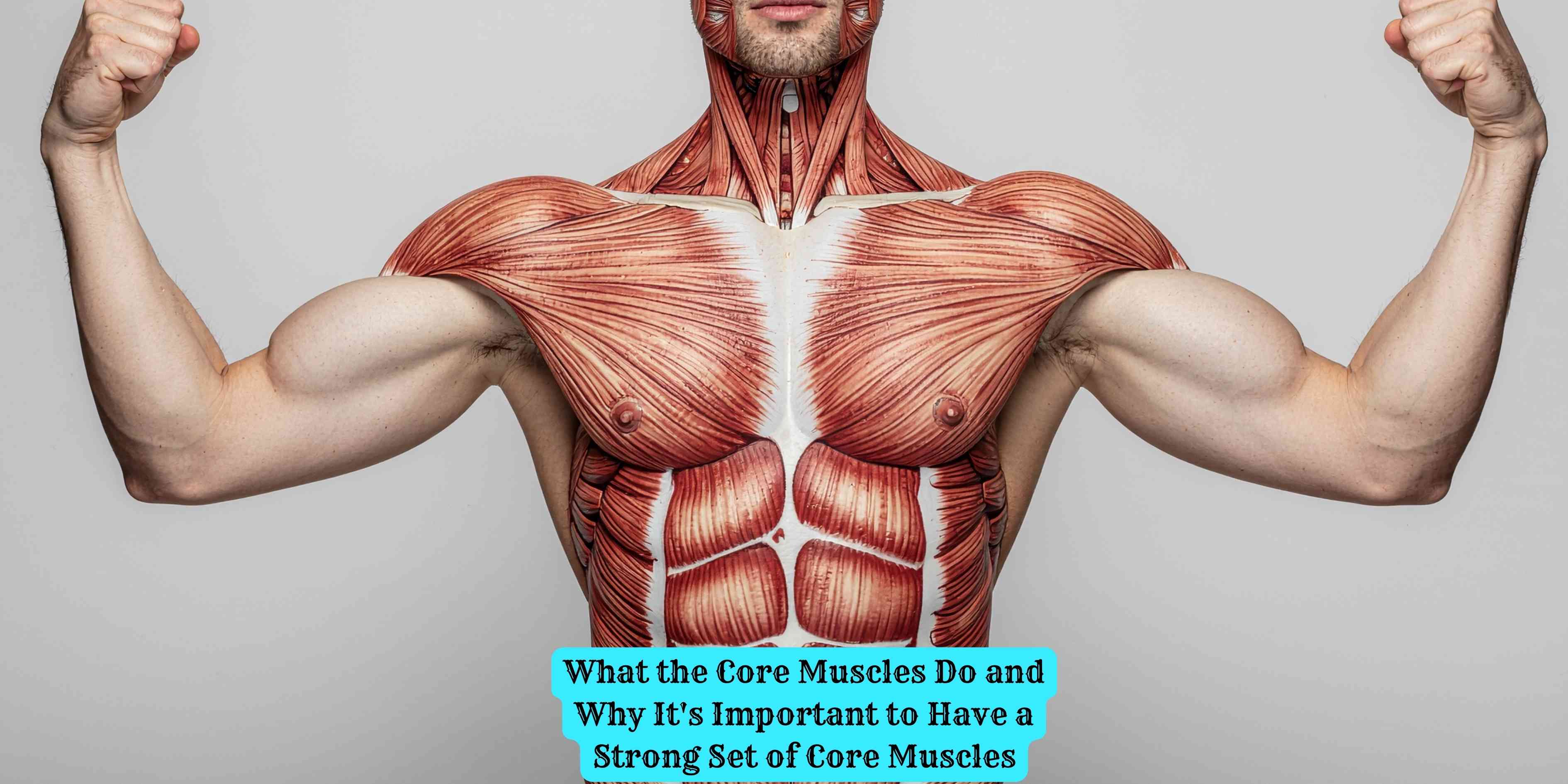 What the Core Muscles Do and Why It's Important to Have a Strong Set of Core Muscles