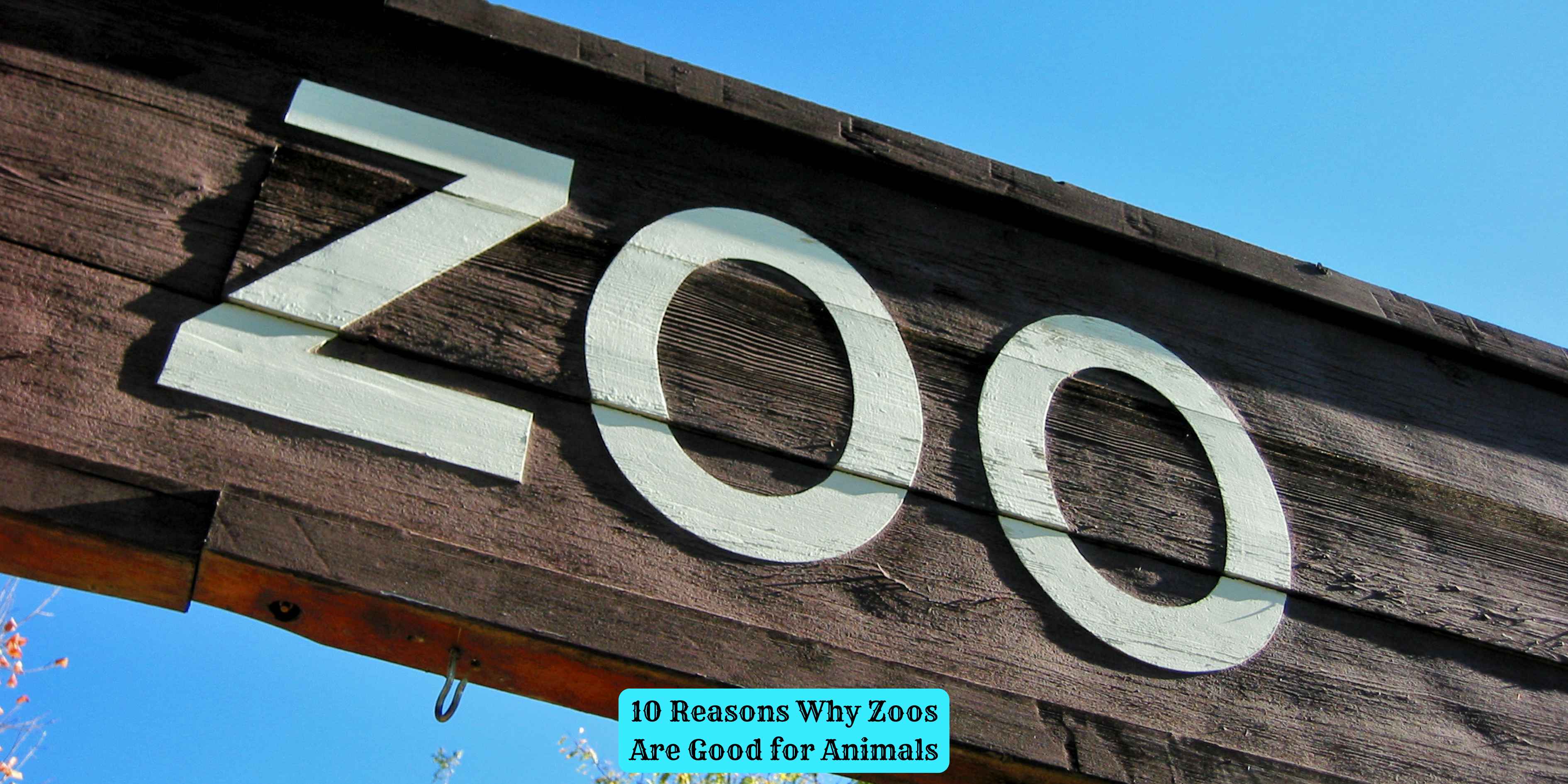 10 Reasons Why Zoos Are Good for Animals