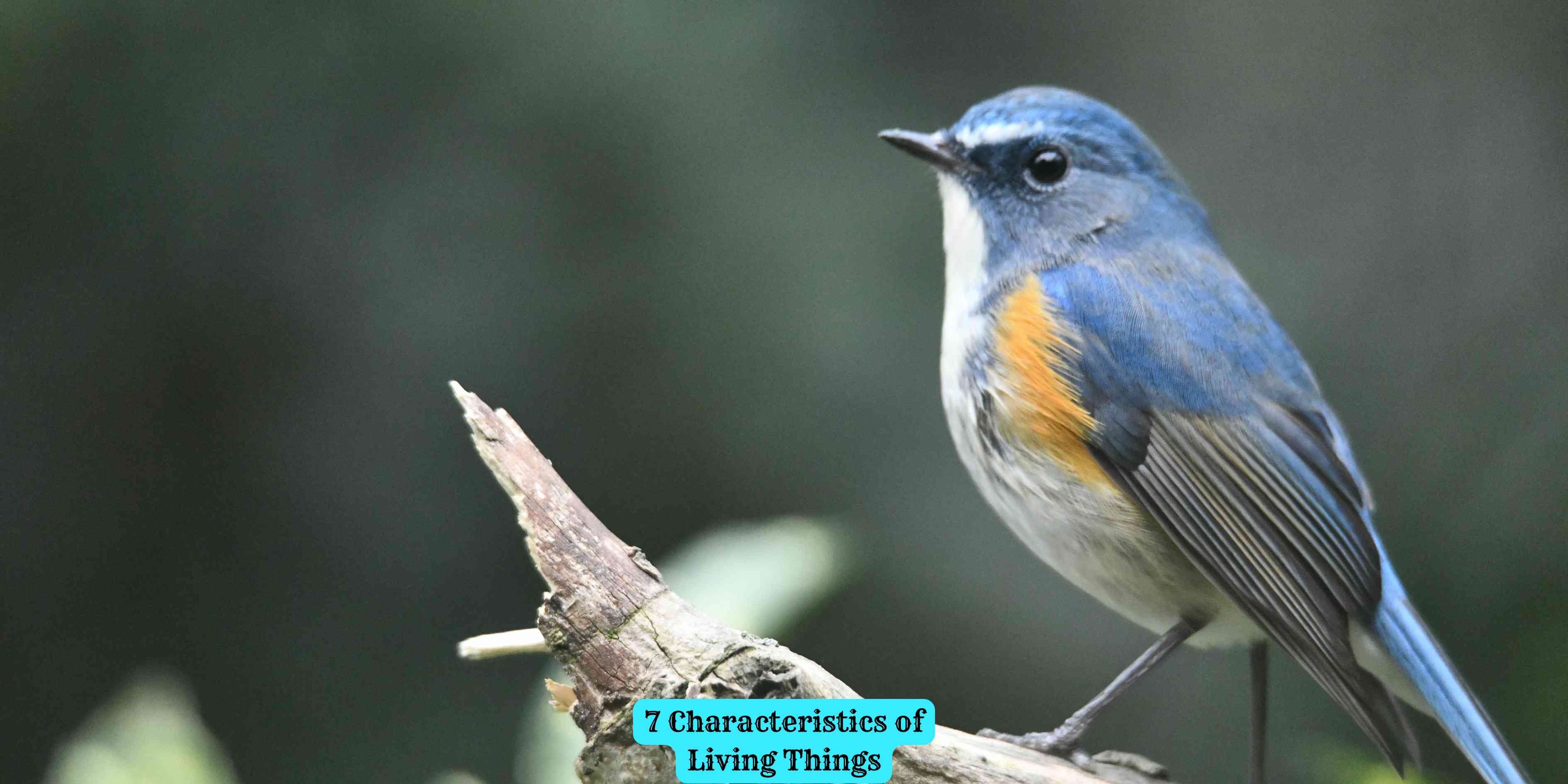 7 Characteristics of Living Things