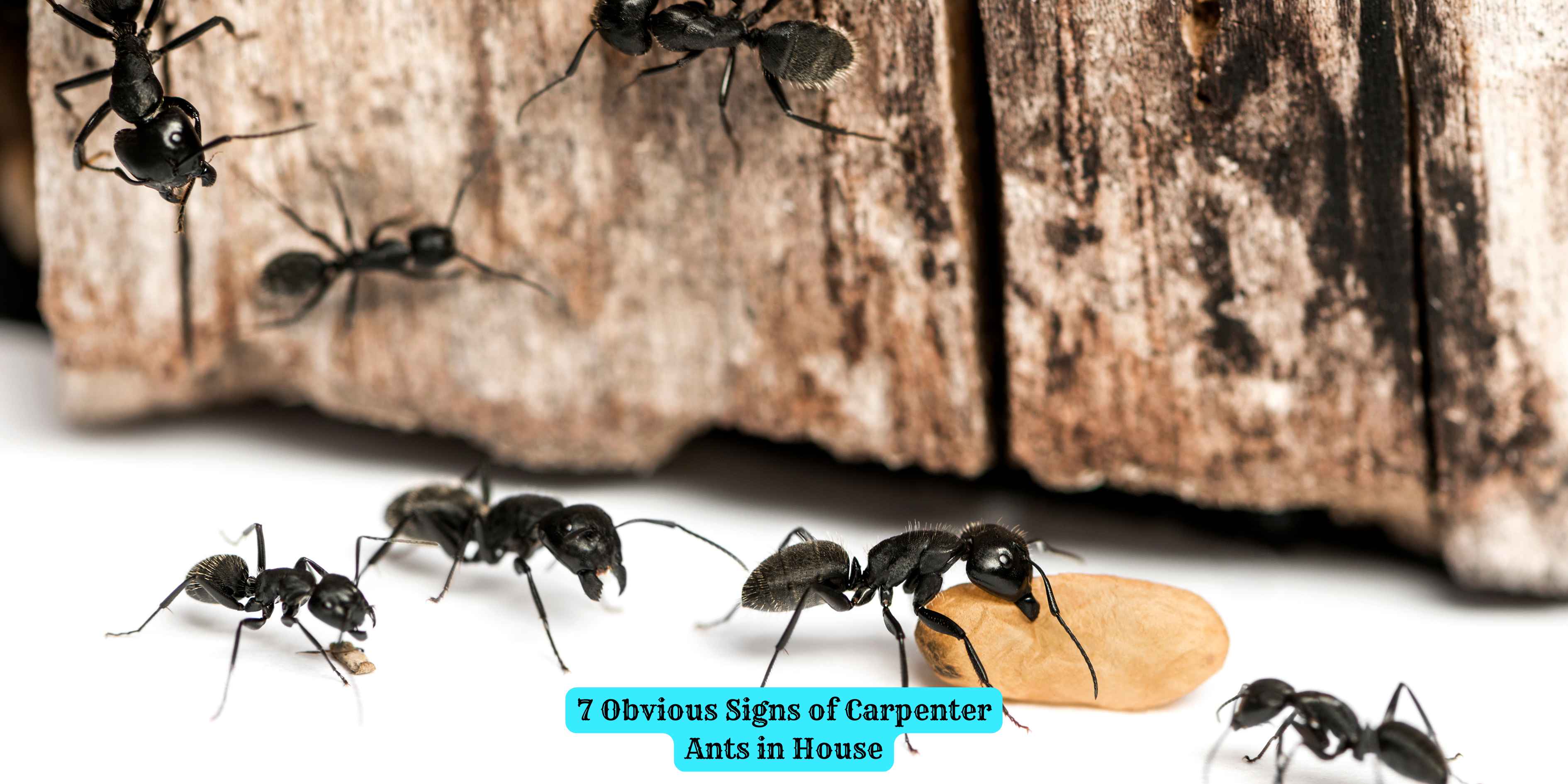 7 Obvious Signs of Carpenter Ants in House