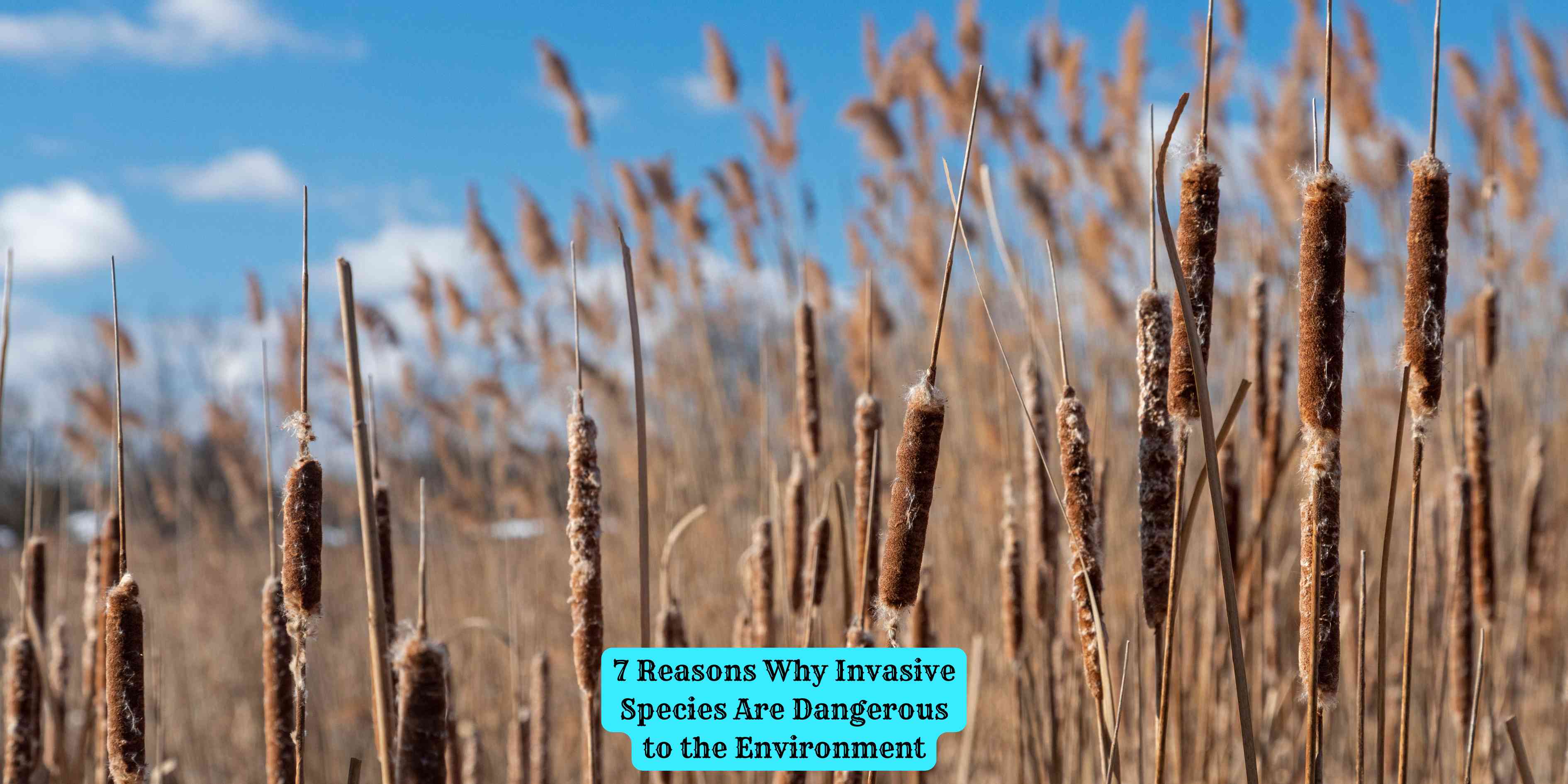 7 Reasons Why Invasive Species Are Dangerous to the Environment