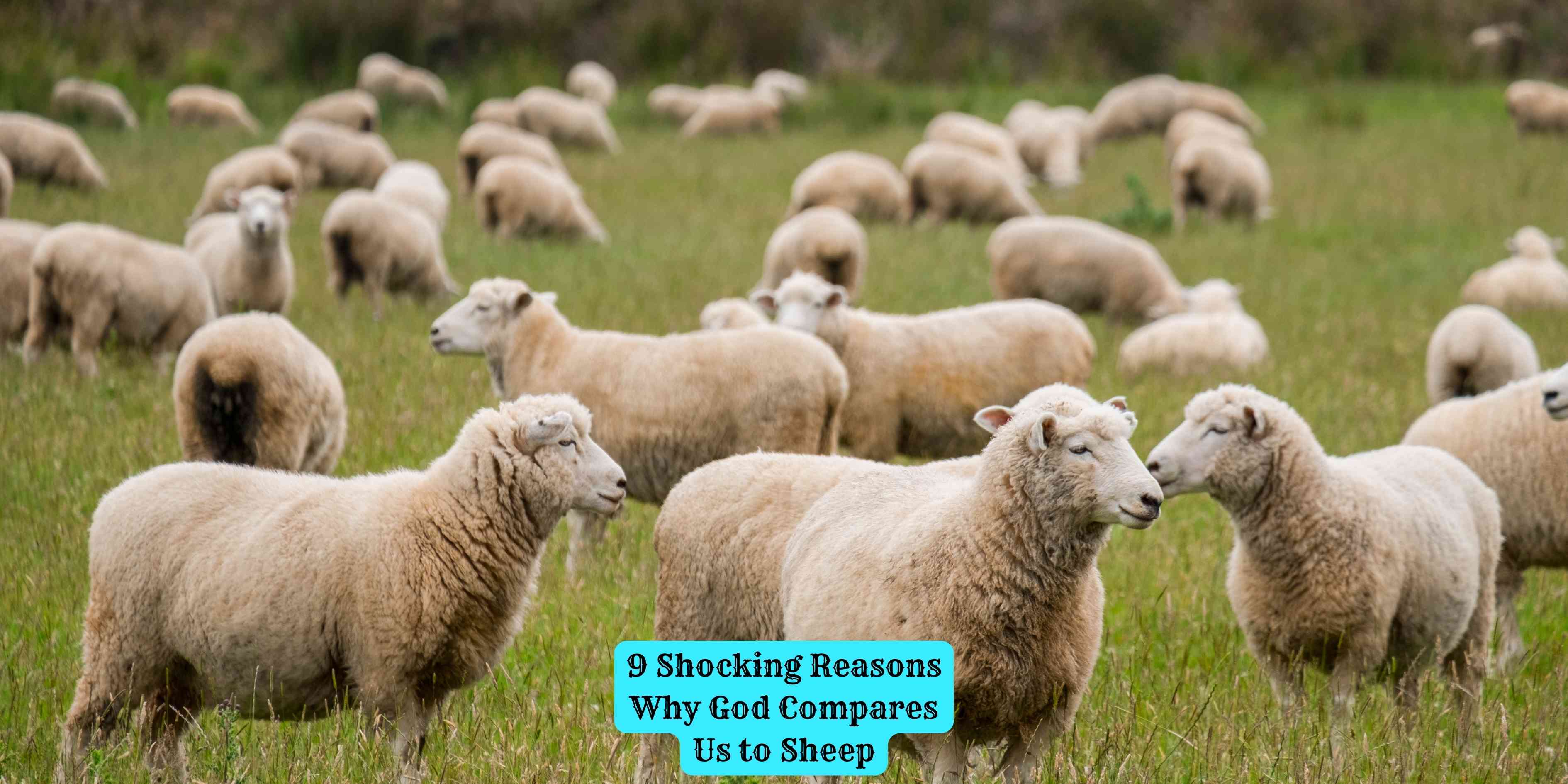 9 Shocking Reasons Why God Compares Us to Sheep