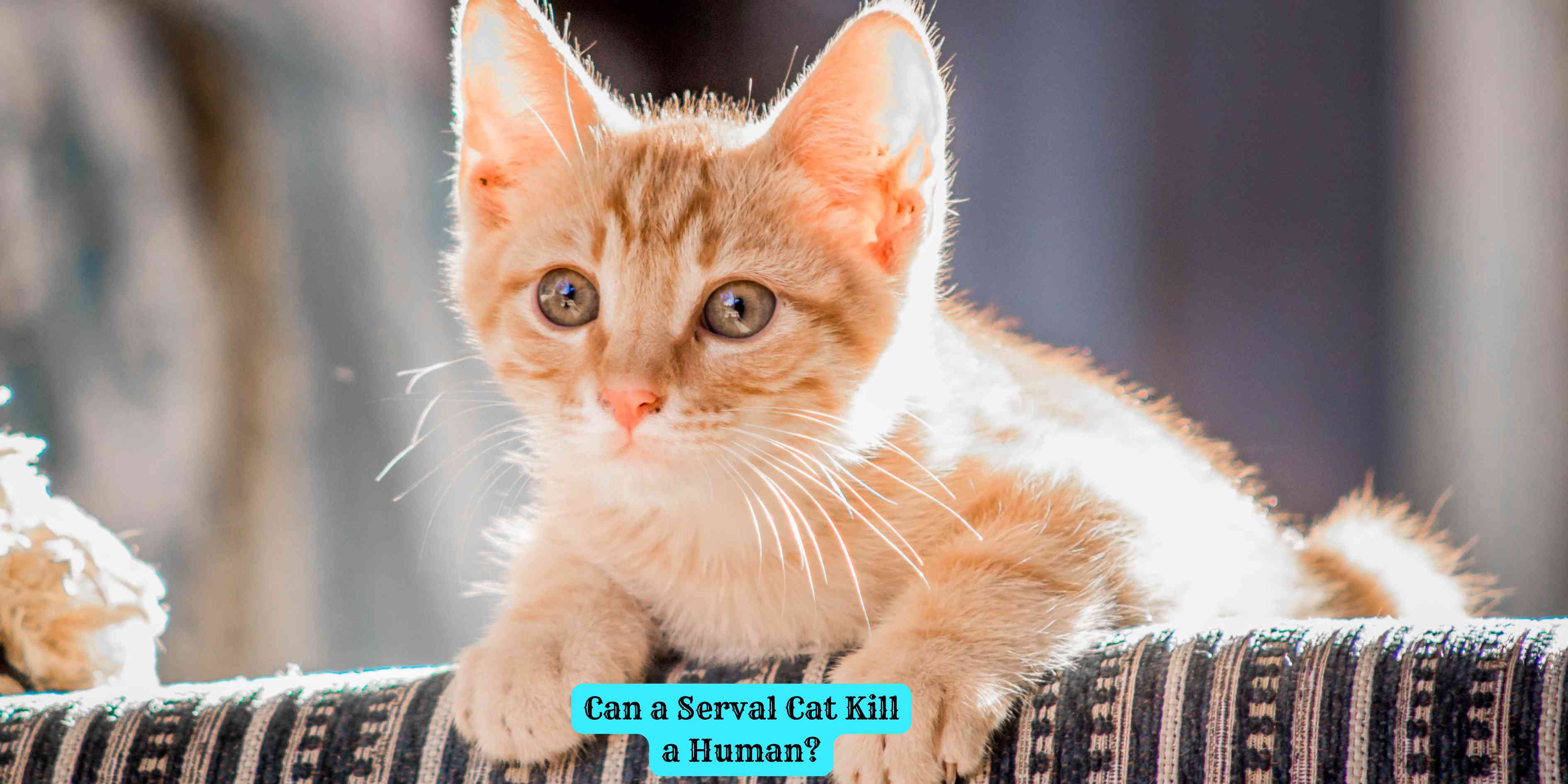 Can a Serval Cat Kill a Human?