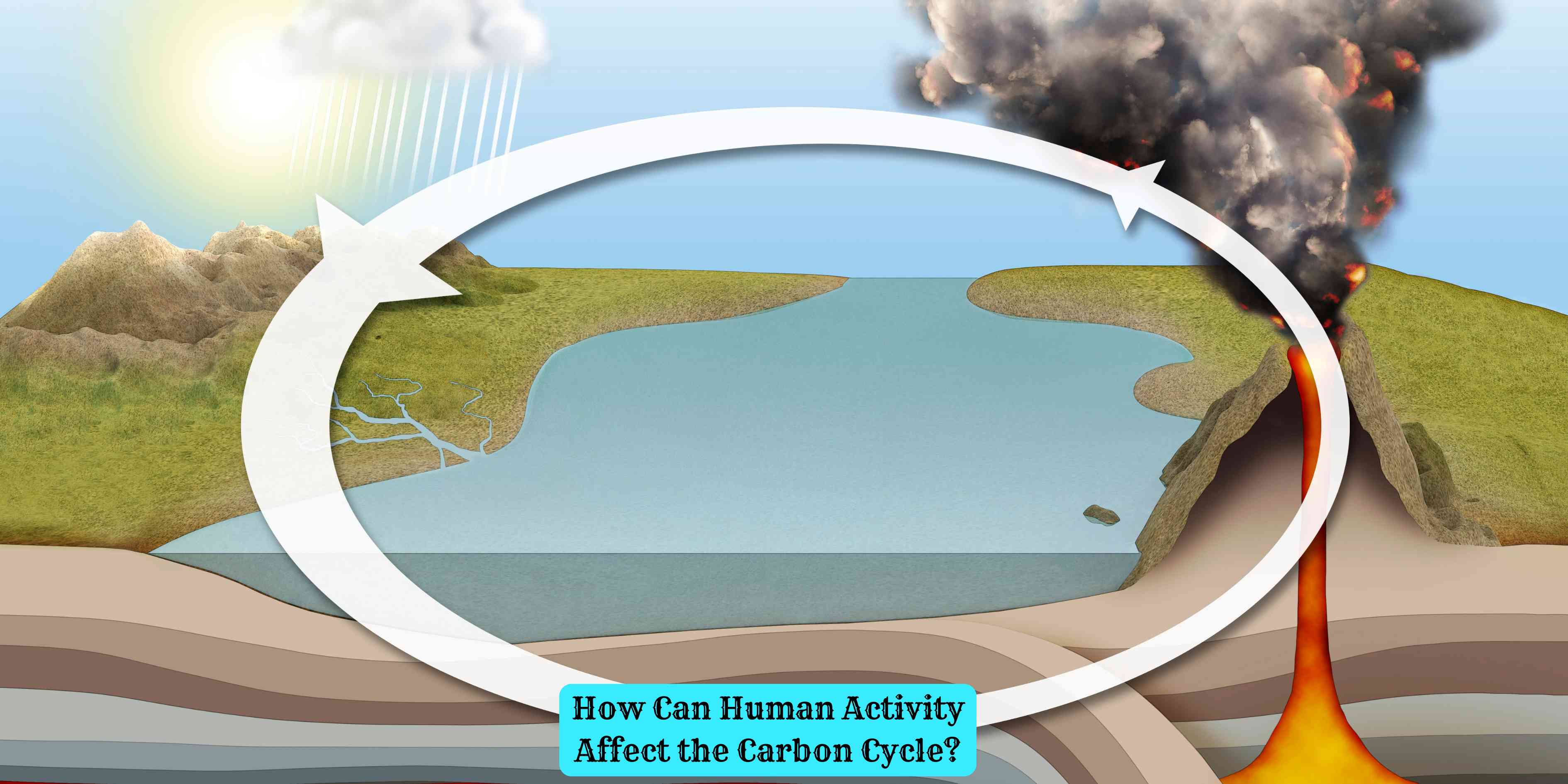 How Can Human Activity Affect the Carbon Cycle?