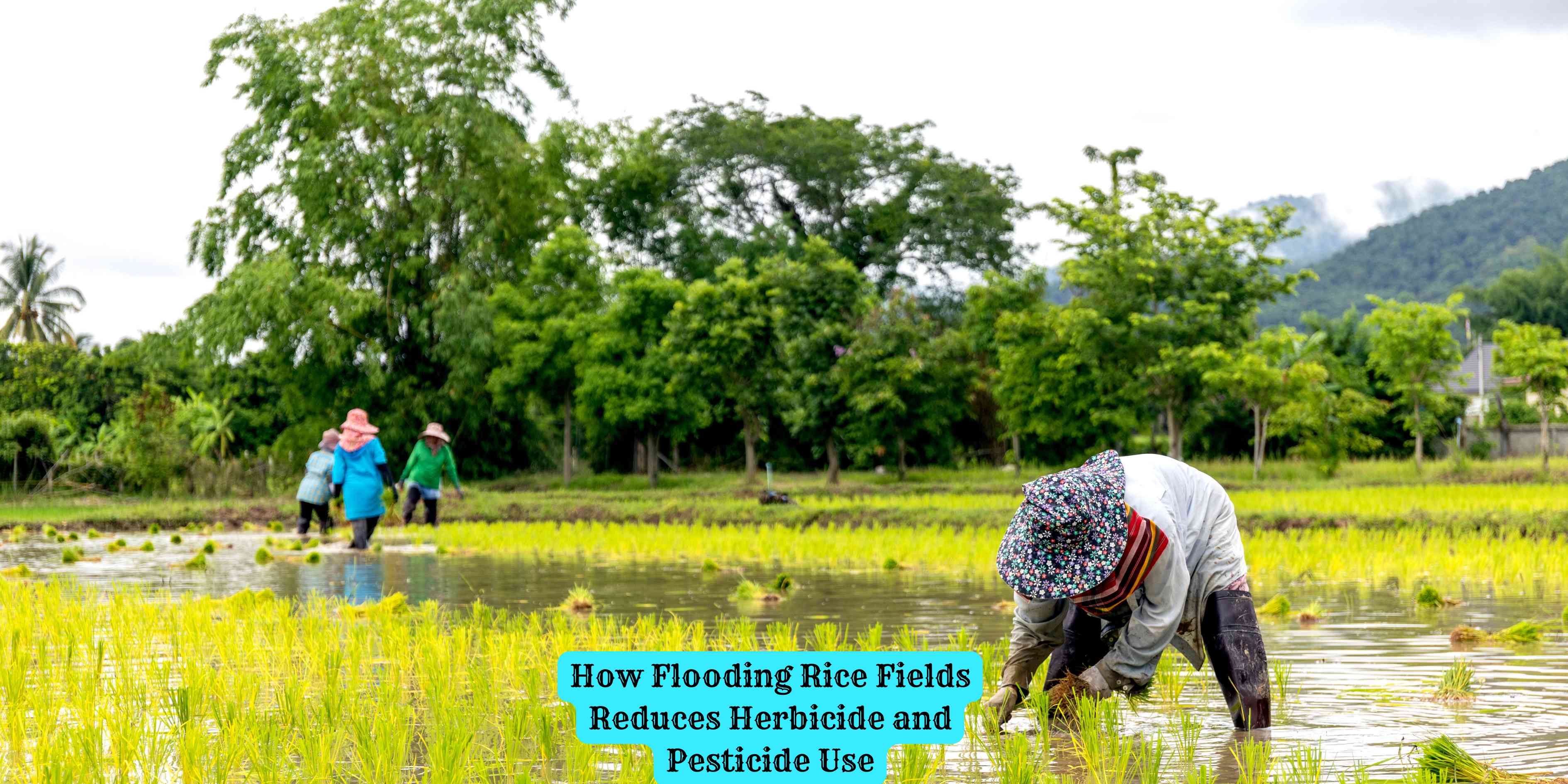 How Flooding Rice Fields Reduces Herbicide and Pesticide Use