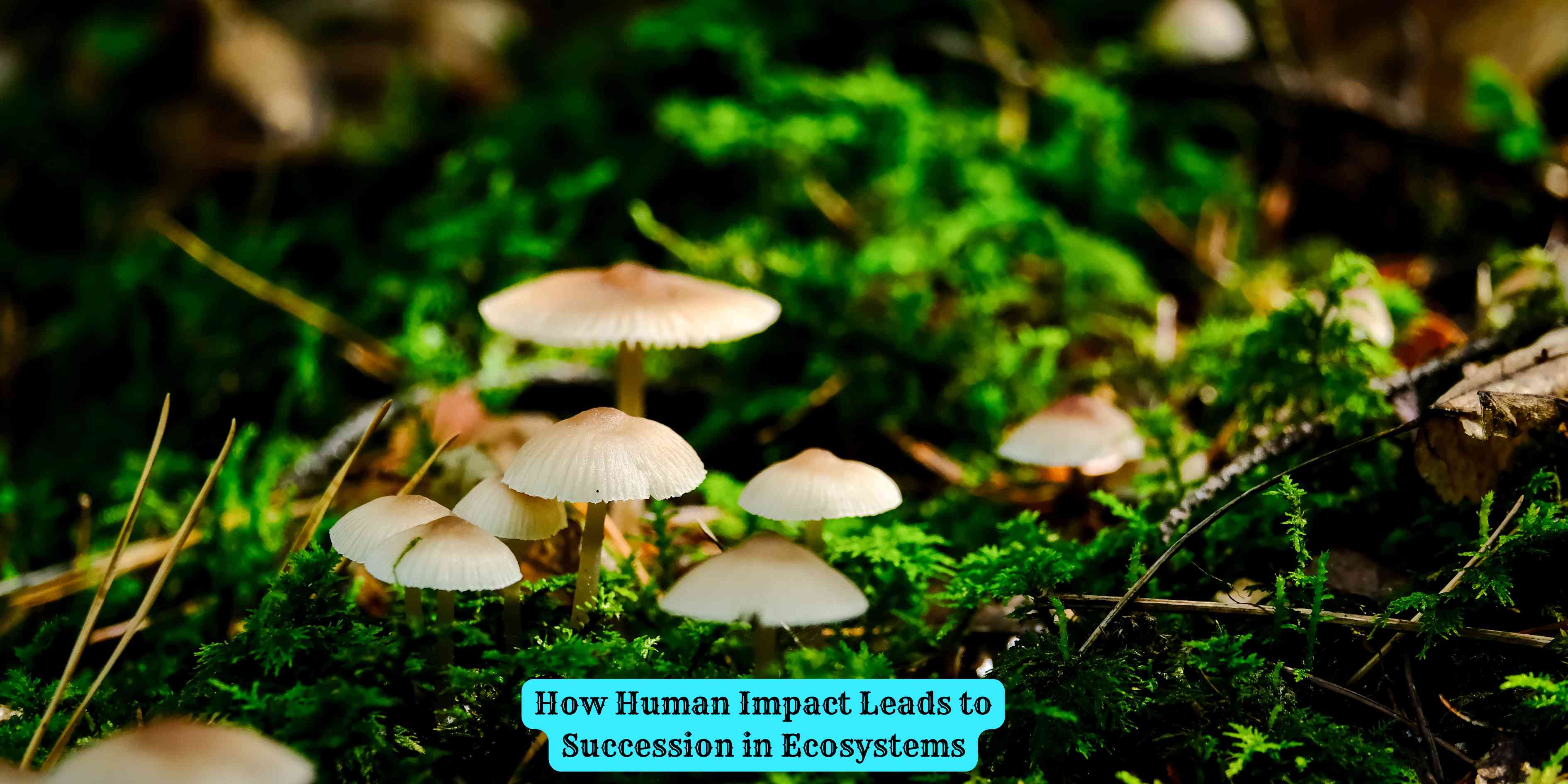 How Human Impact Leads to Succession in Ecosystems