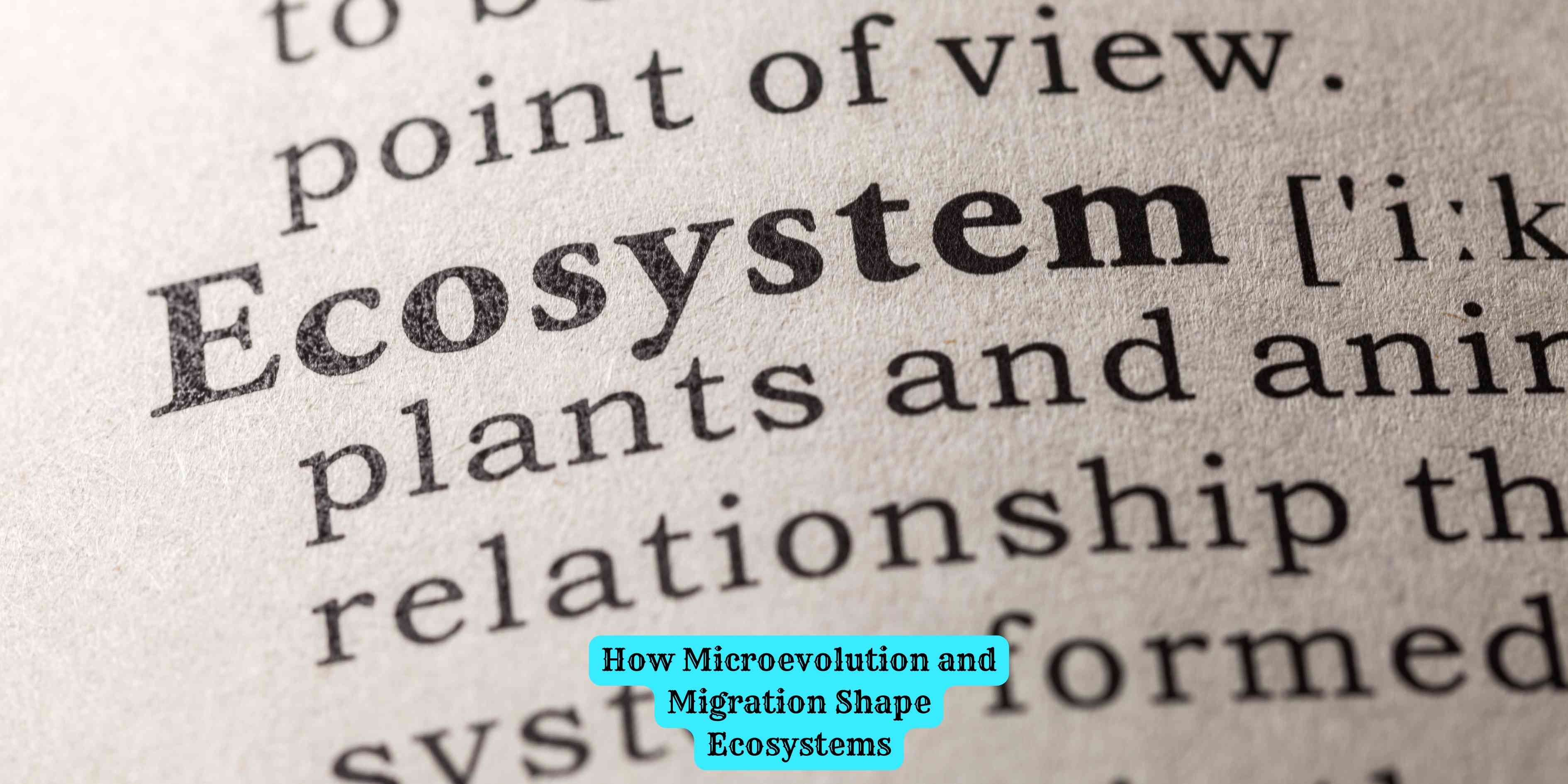 How Microevolution and Migration Shape Ecosystems