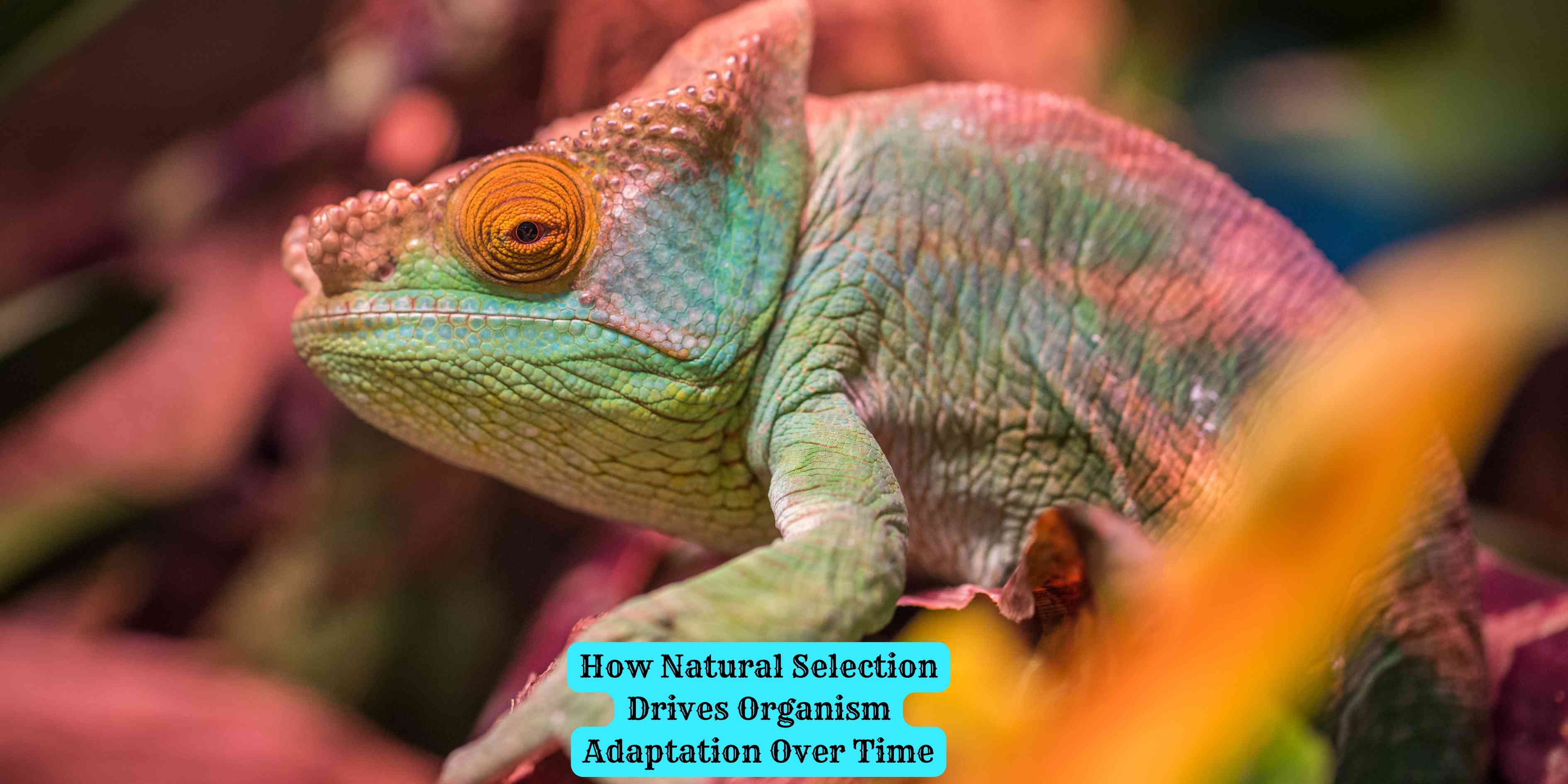 How Natural Selection Drives Organism Adaptation Over Time