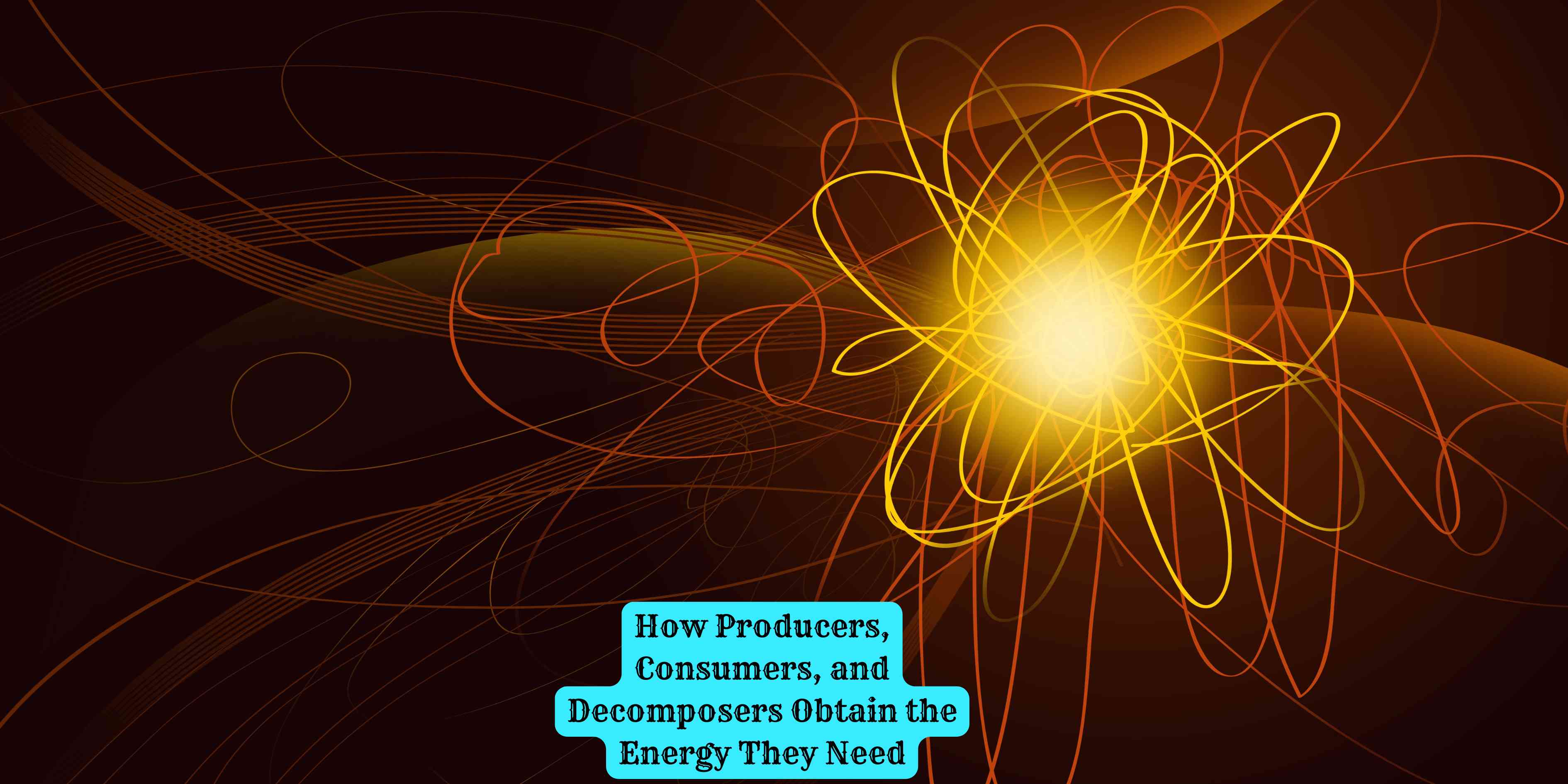 How Producers, Consumers, and Decomposers Obtain the Energy They Need
