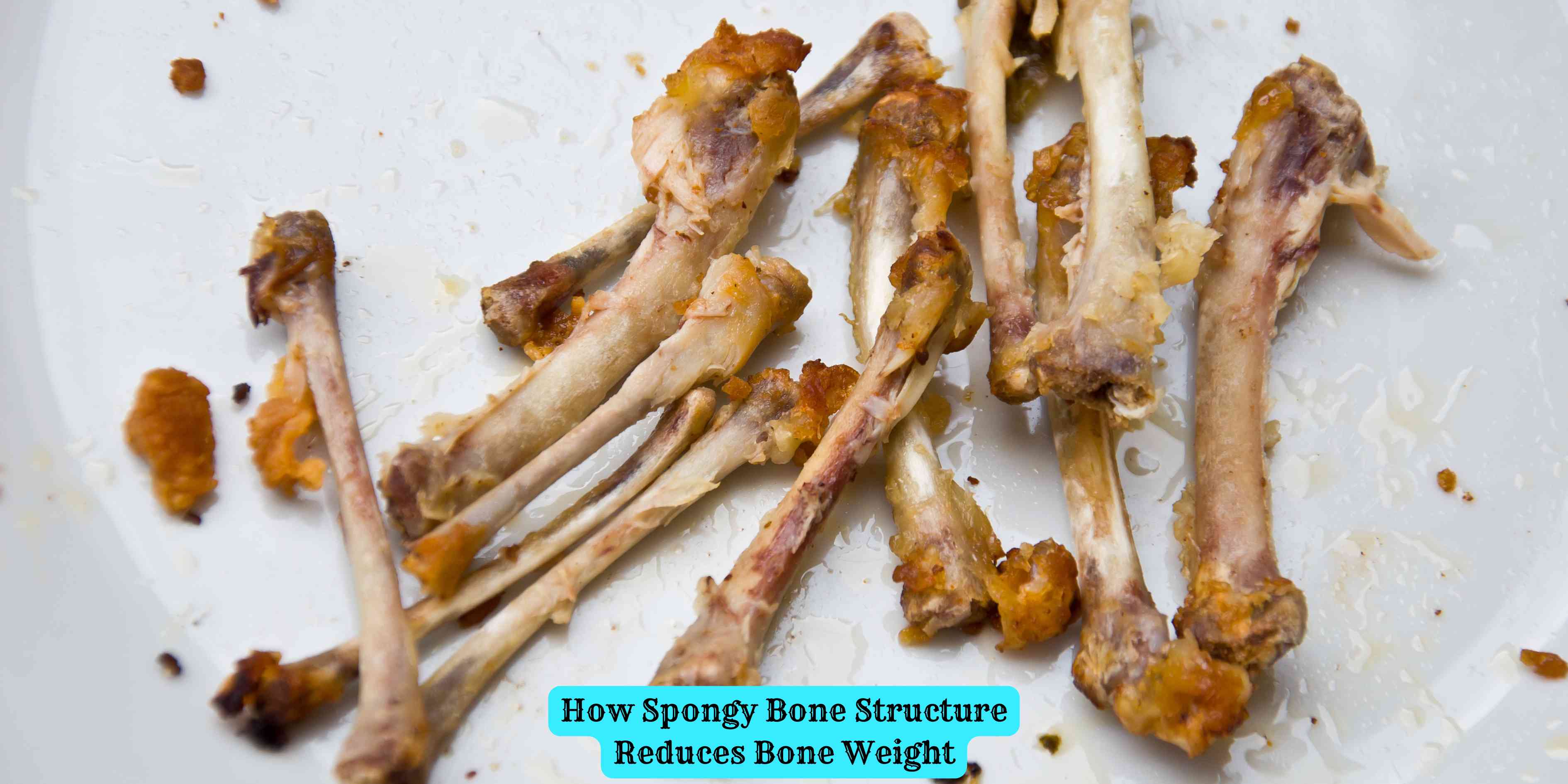 How Spongy Bone Structure Reduces Bone Weight