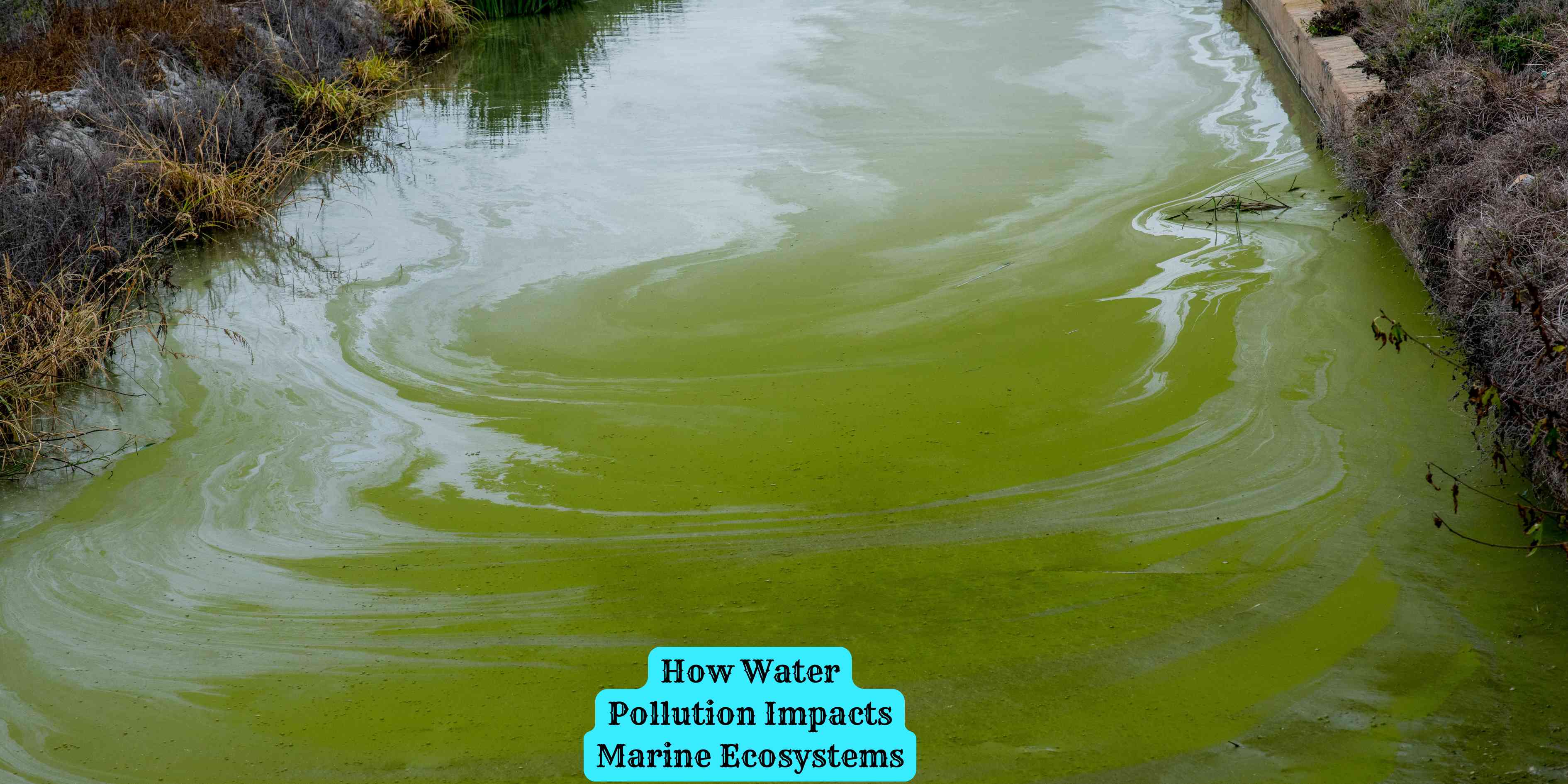 How Water Pollution Impacts Marine Ecosystems