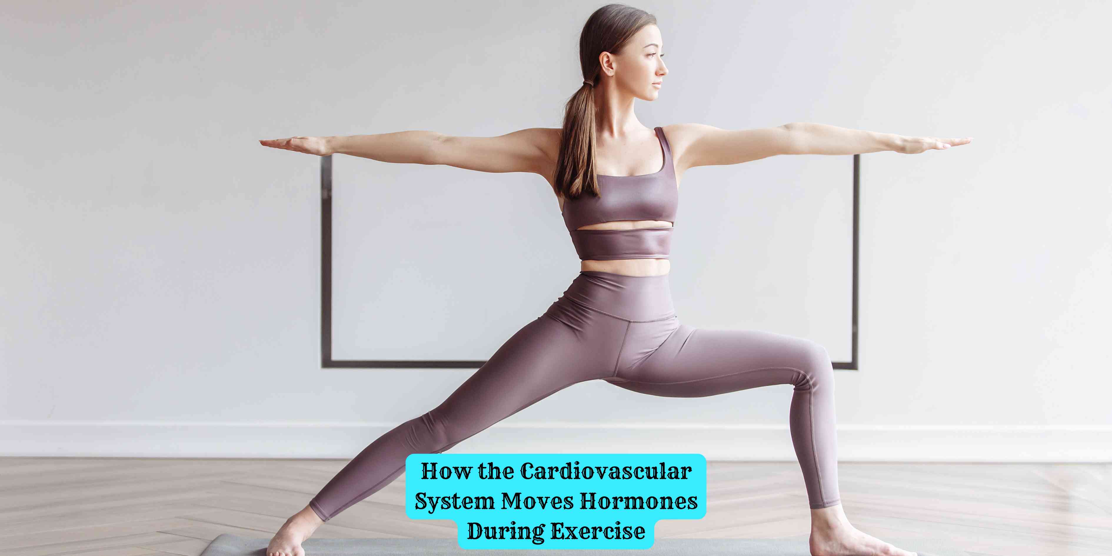 How the Cardiovascular System Moves Hormones During Exercise