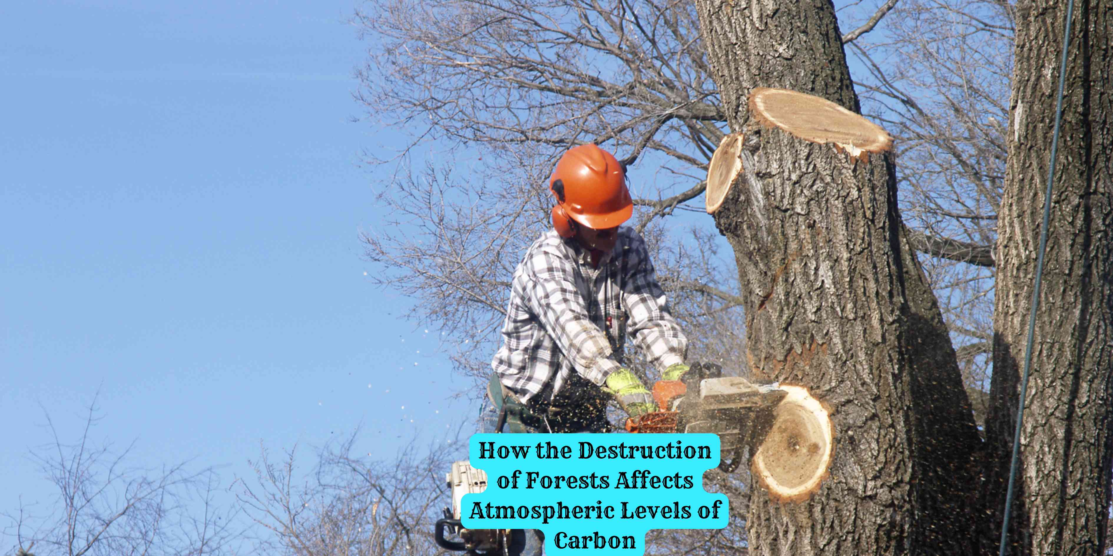 How the Destruction of Forests Affects Atmospheric Levels of Carbon