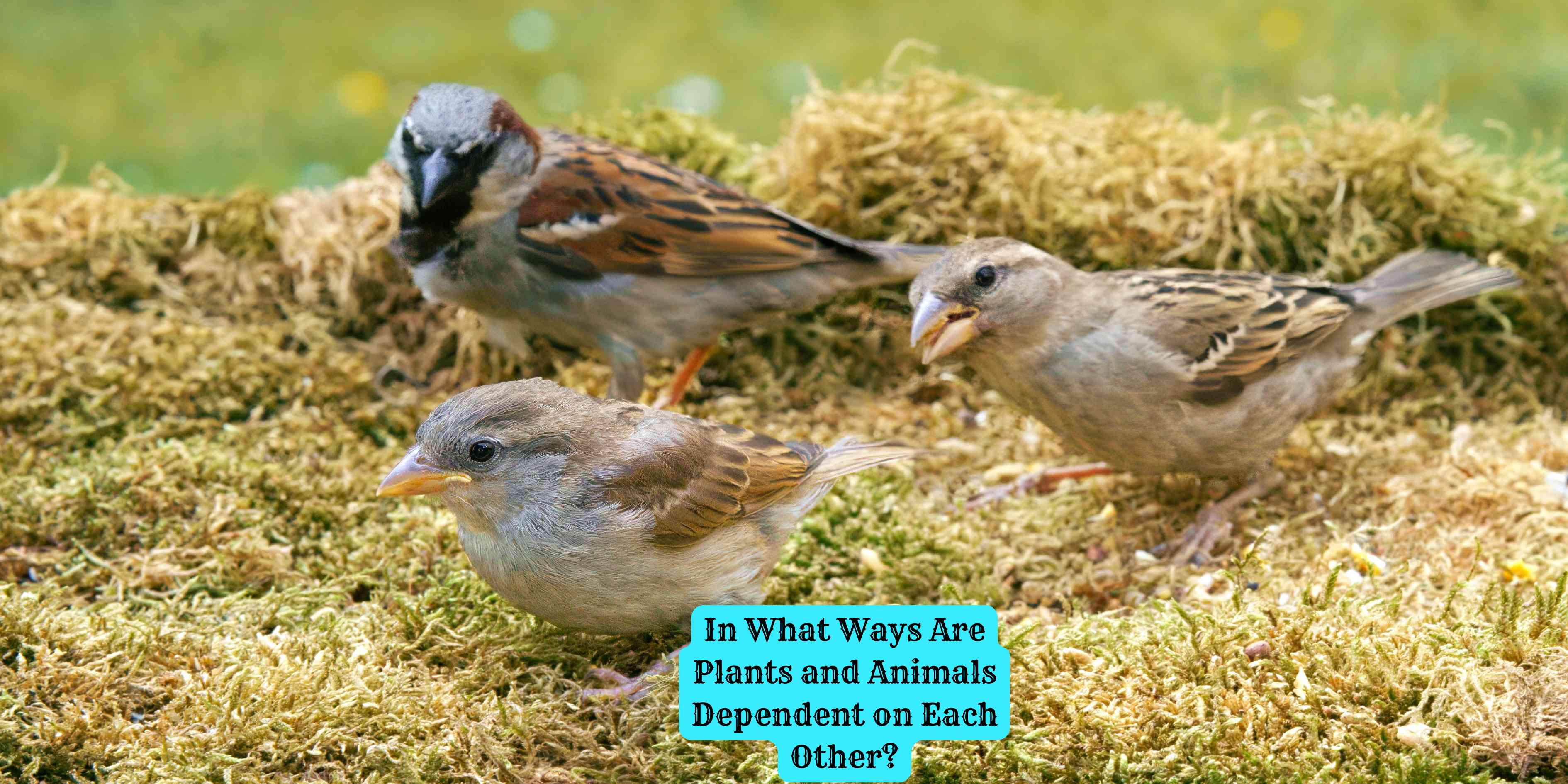 In What Ways Are Plants and Animals Dependent on Each Other