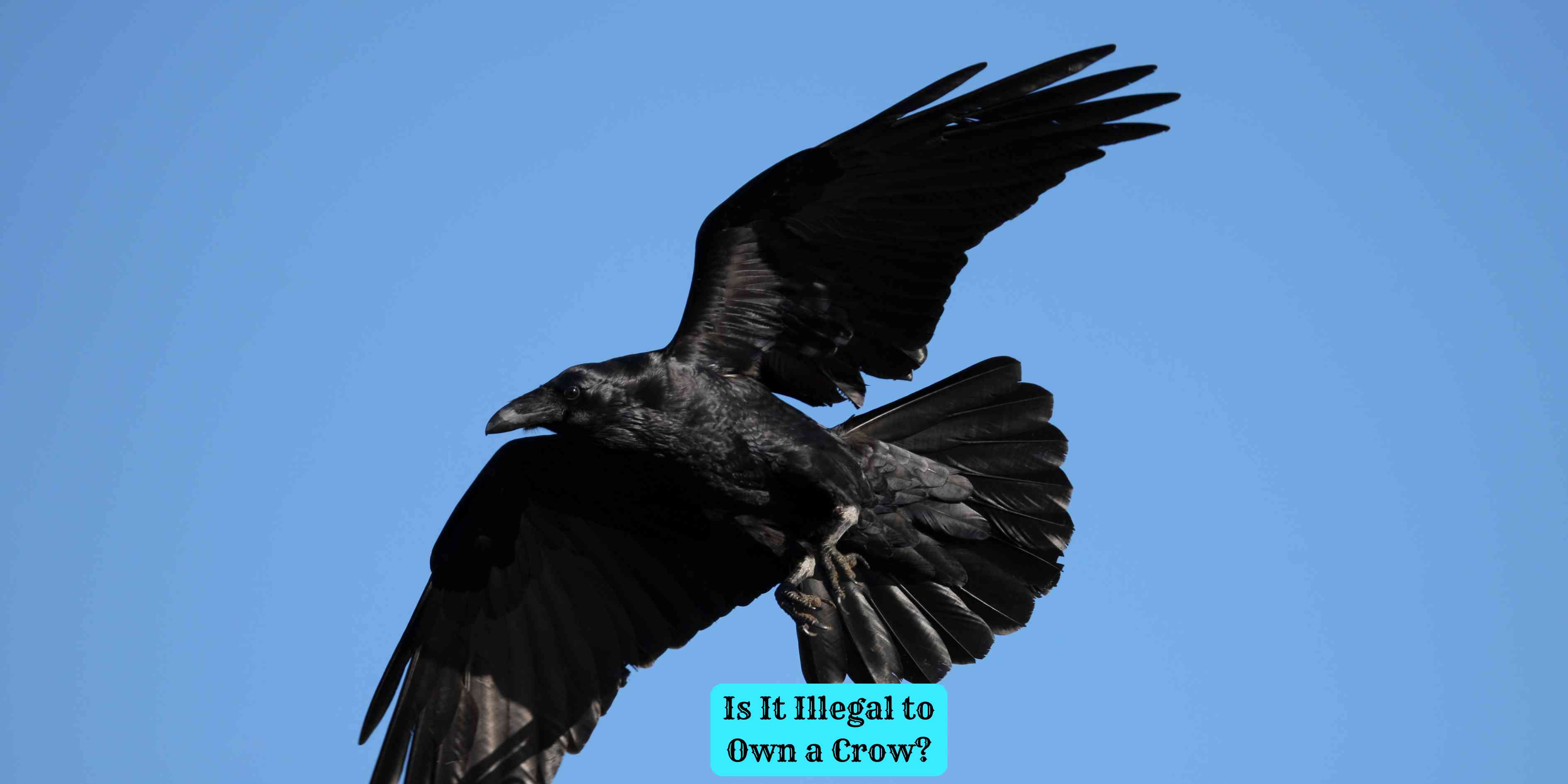 Is It Illegal to Own a Crow