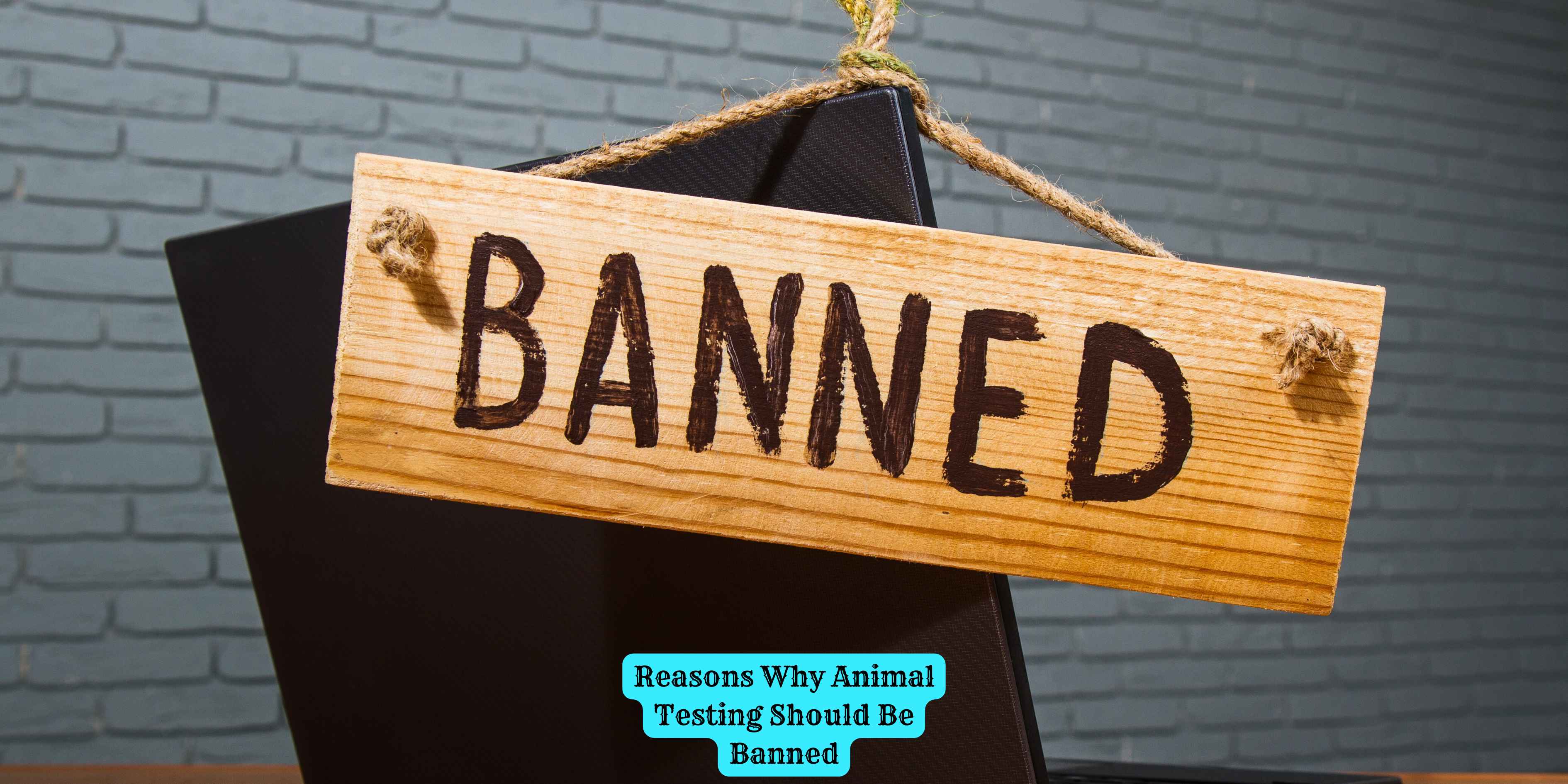 Reasons Why Animal Testing Should Be Banned