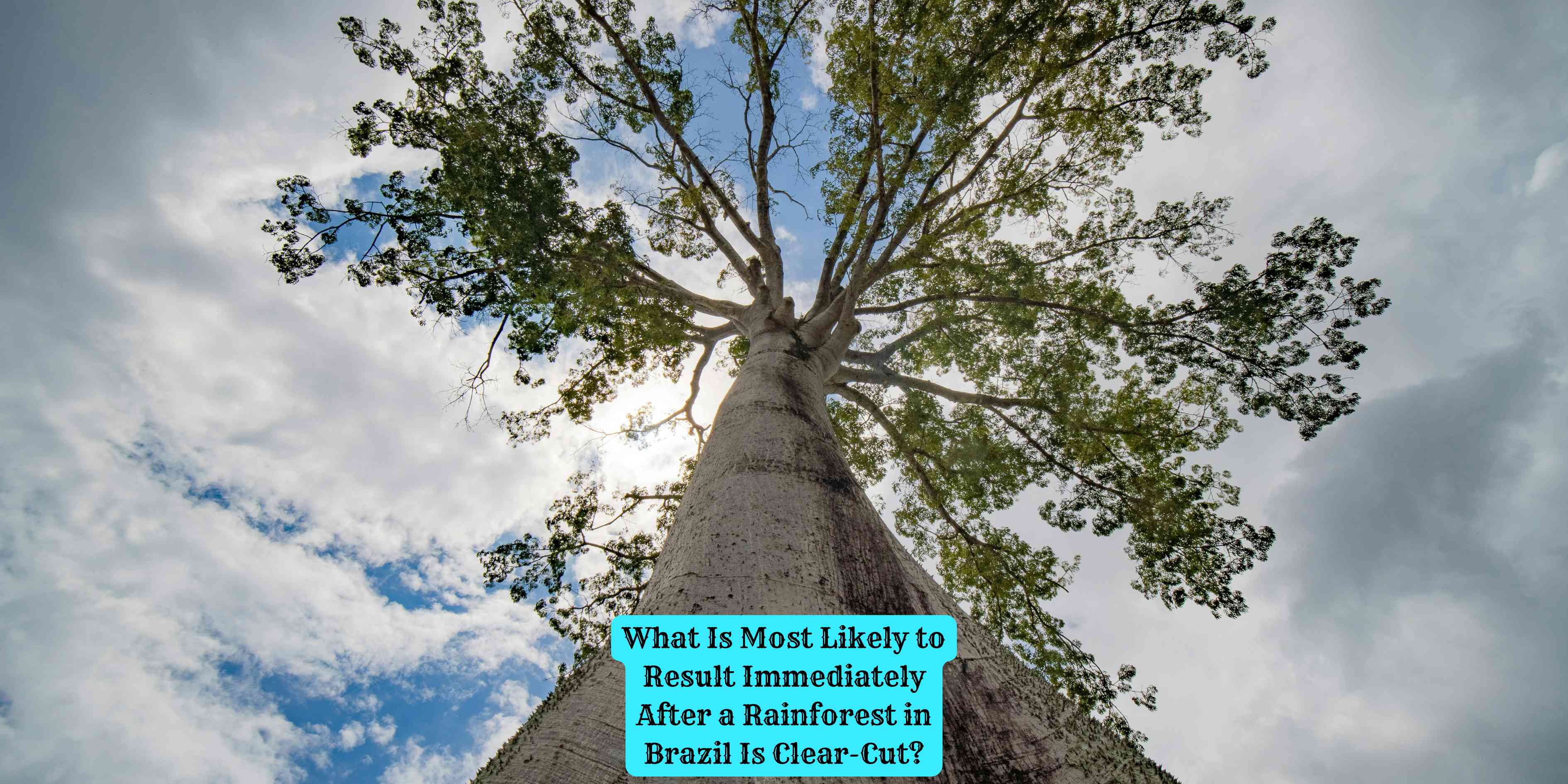 What Is Most Likely to Result Immediately After a Rainforest in Brazil Is Clear-Cut?