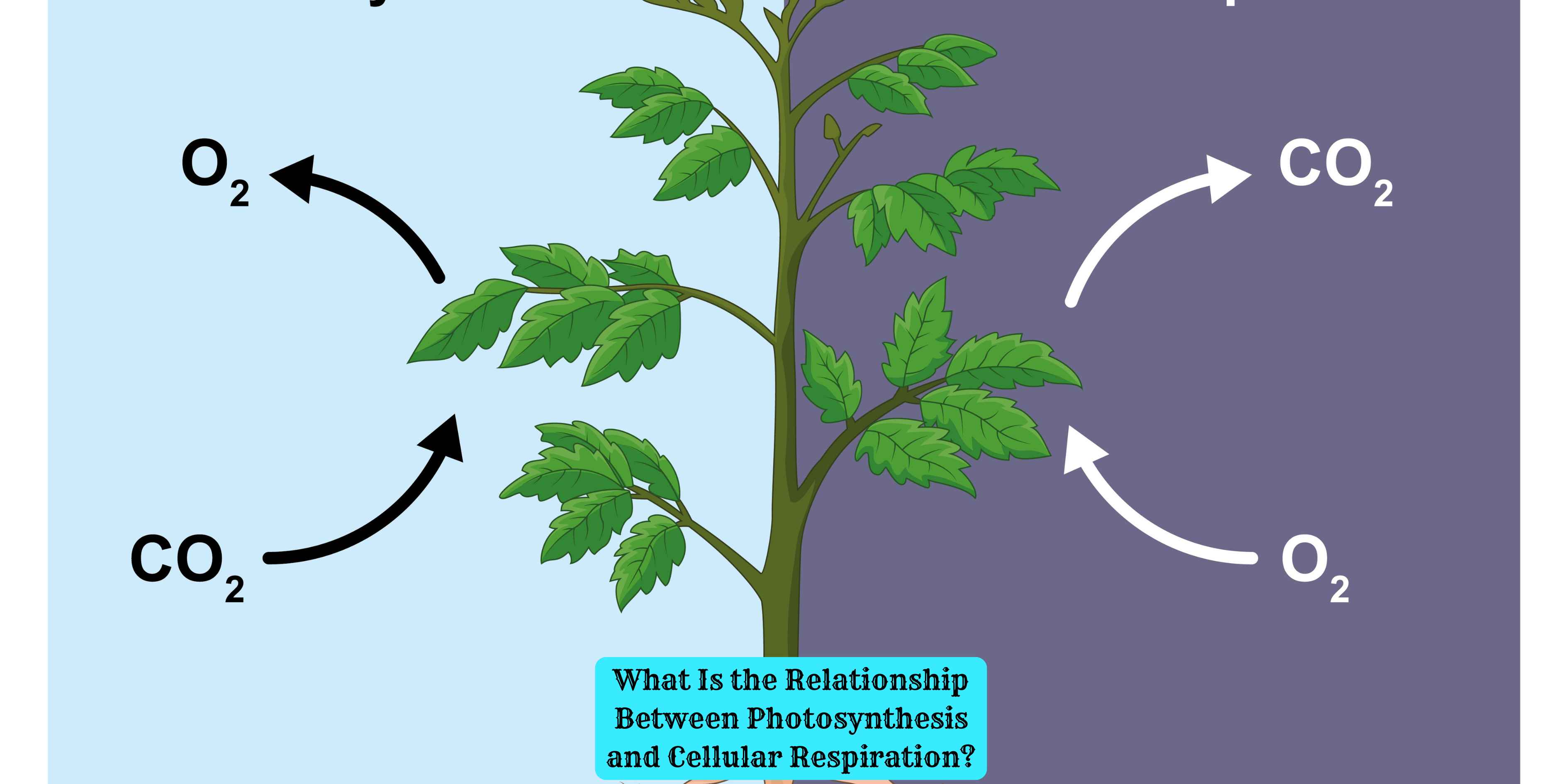 What Is the Relationship Between Photosynthesis and Cellular Respiration?