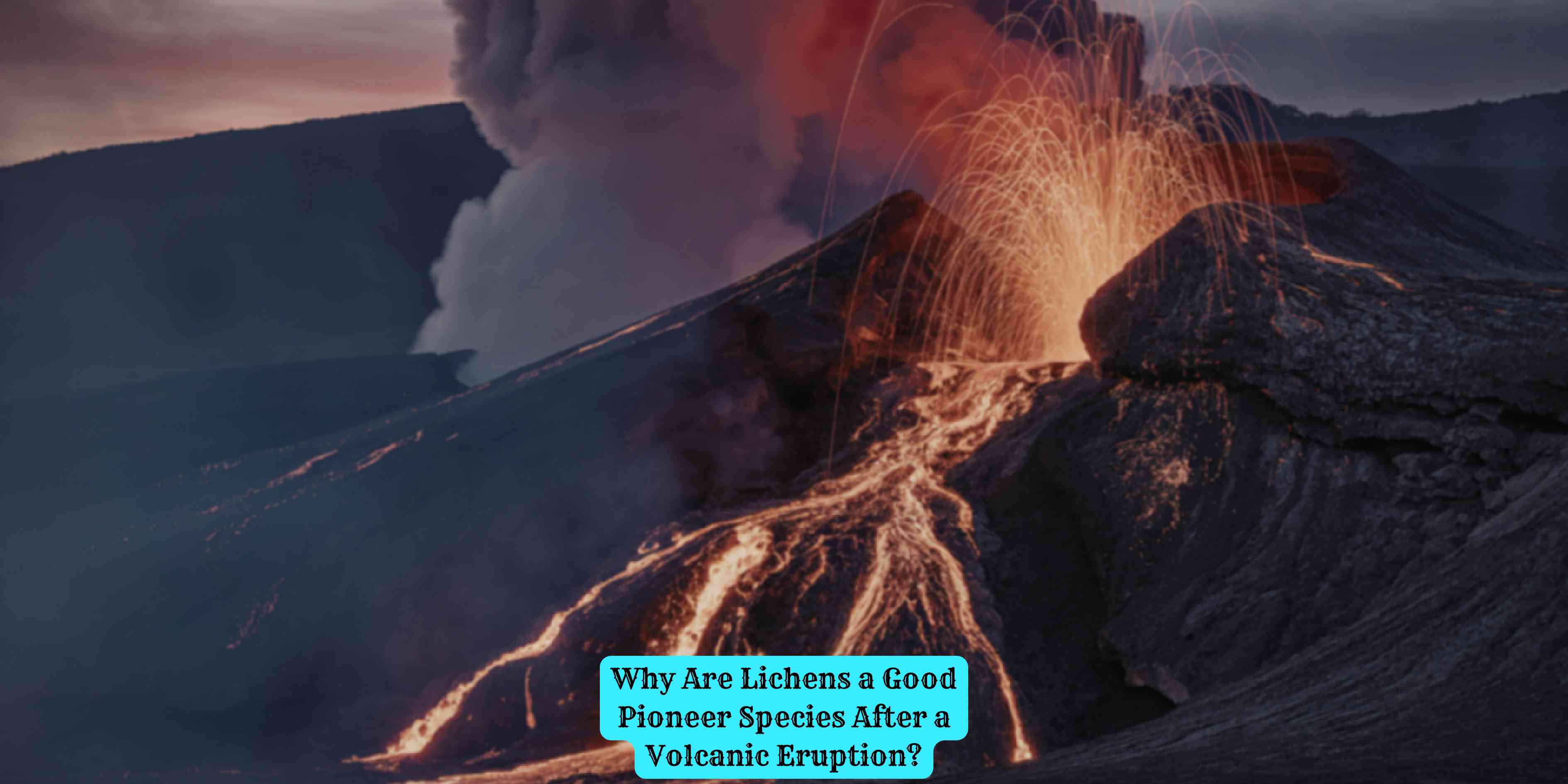 Why Are Lichens a Good Pioneer Species After a Volcanic Eruption?