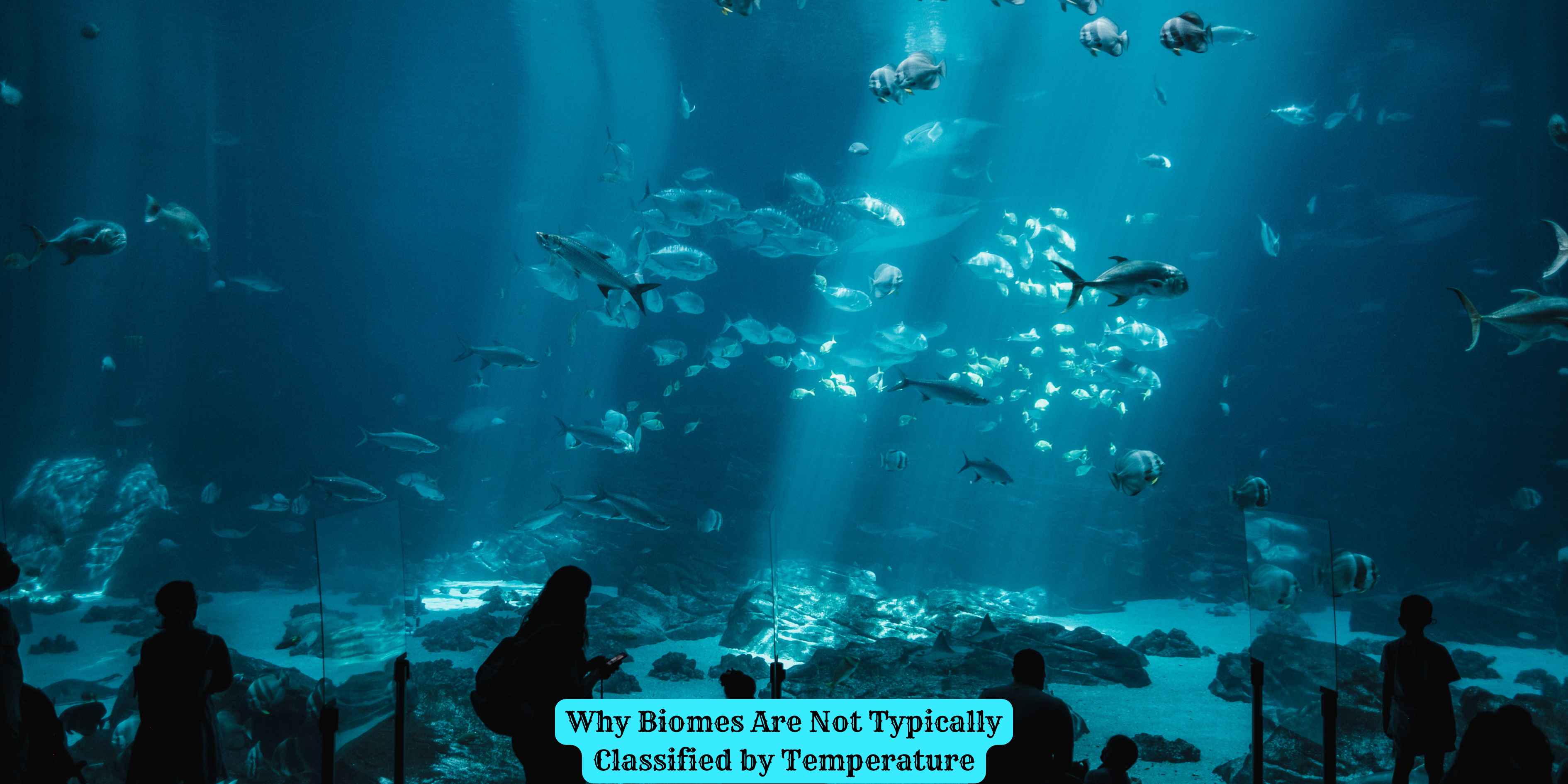 Why Biomes Are Not Typically Classified by Temperature