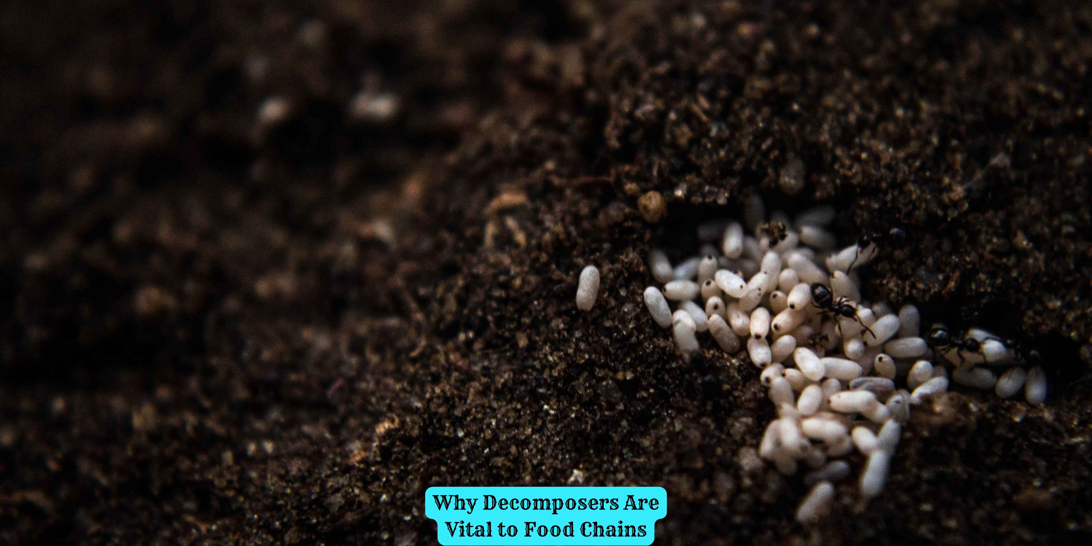 Why Decomposers Are Vital to Food Chains