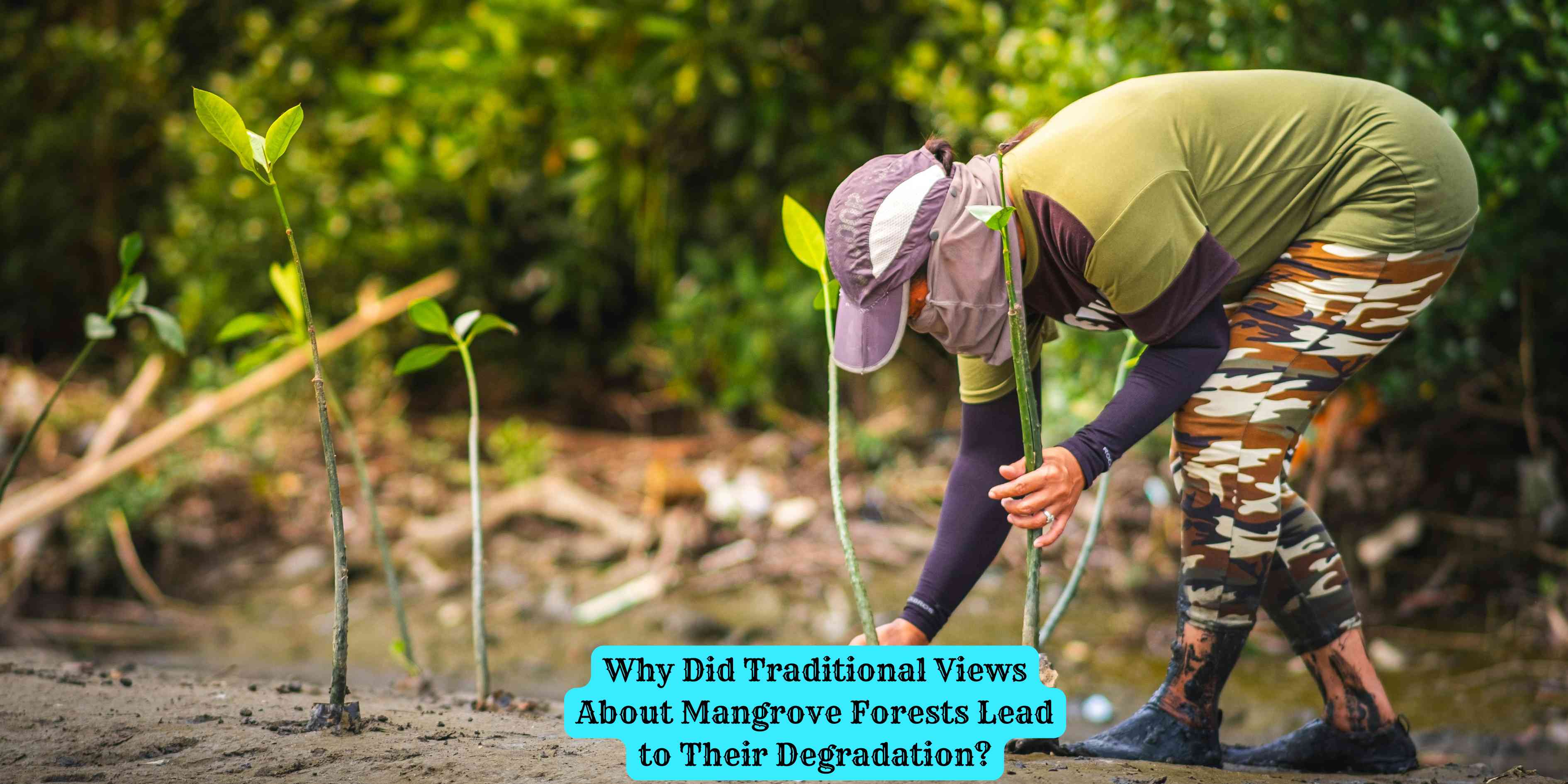 Why Did Traditional Views About Mangrove Forests Lead to Their Degradation?