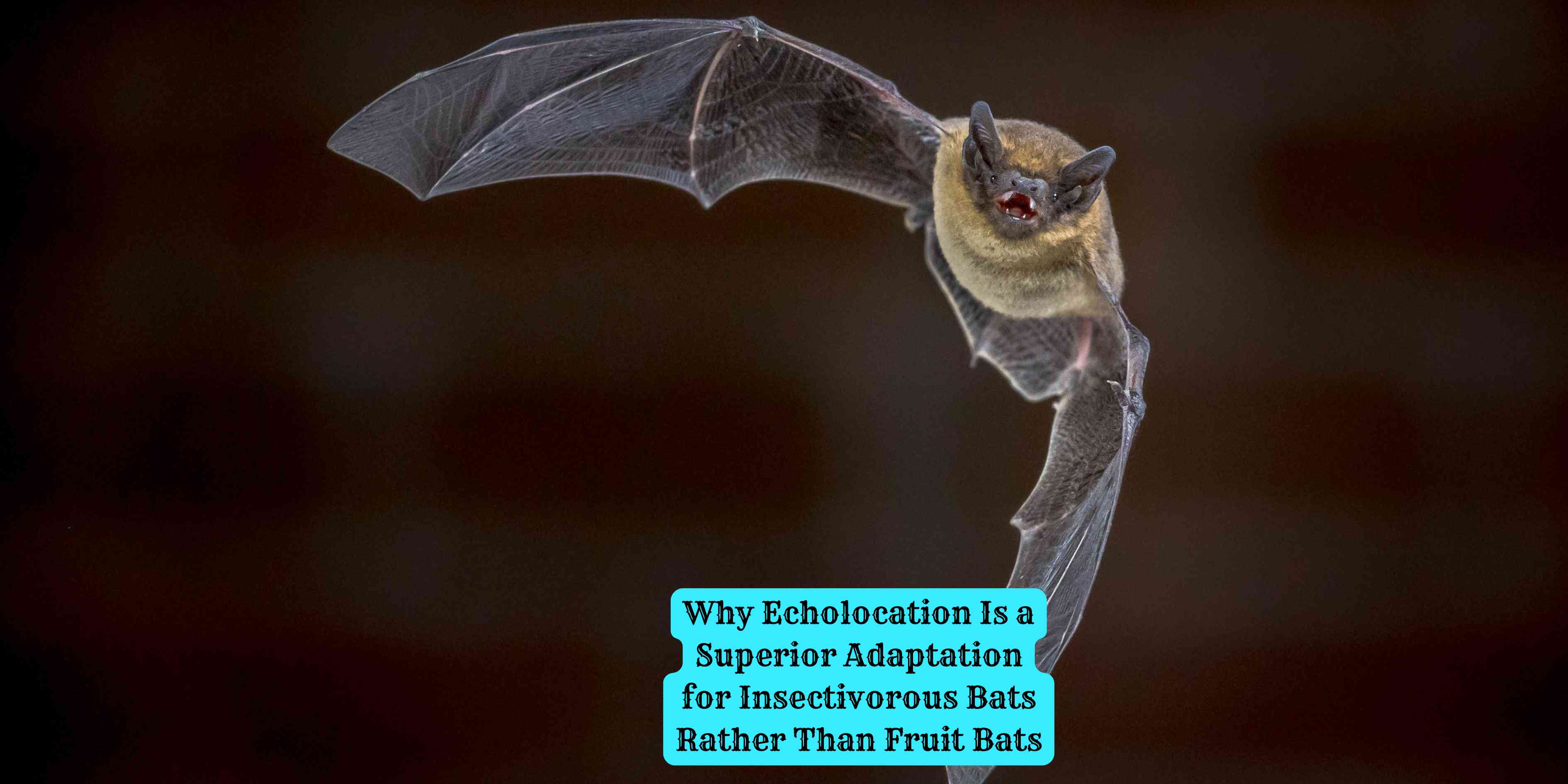 Why Echolocation Is a Superior Adaptation for Insectivorous Bats Rather Than Fruit Bats