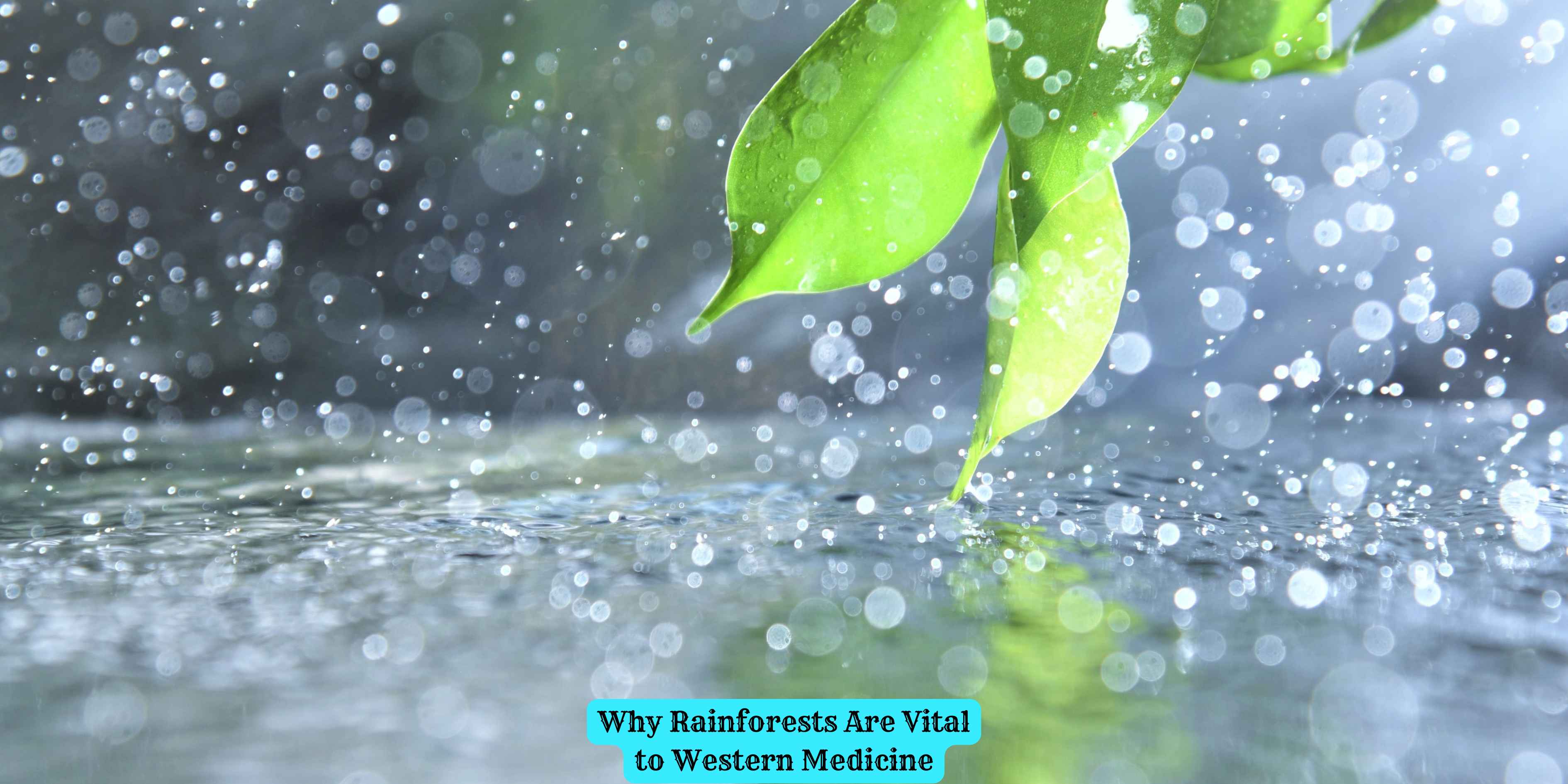 Why Rainforests Are Vital to Western Medicine
