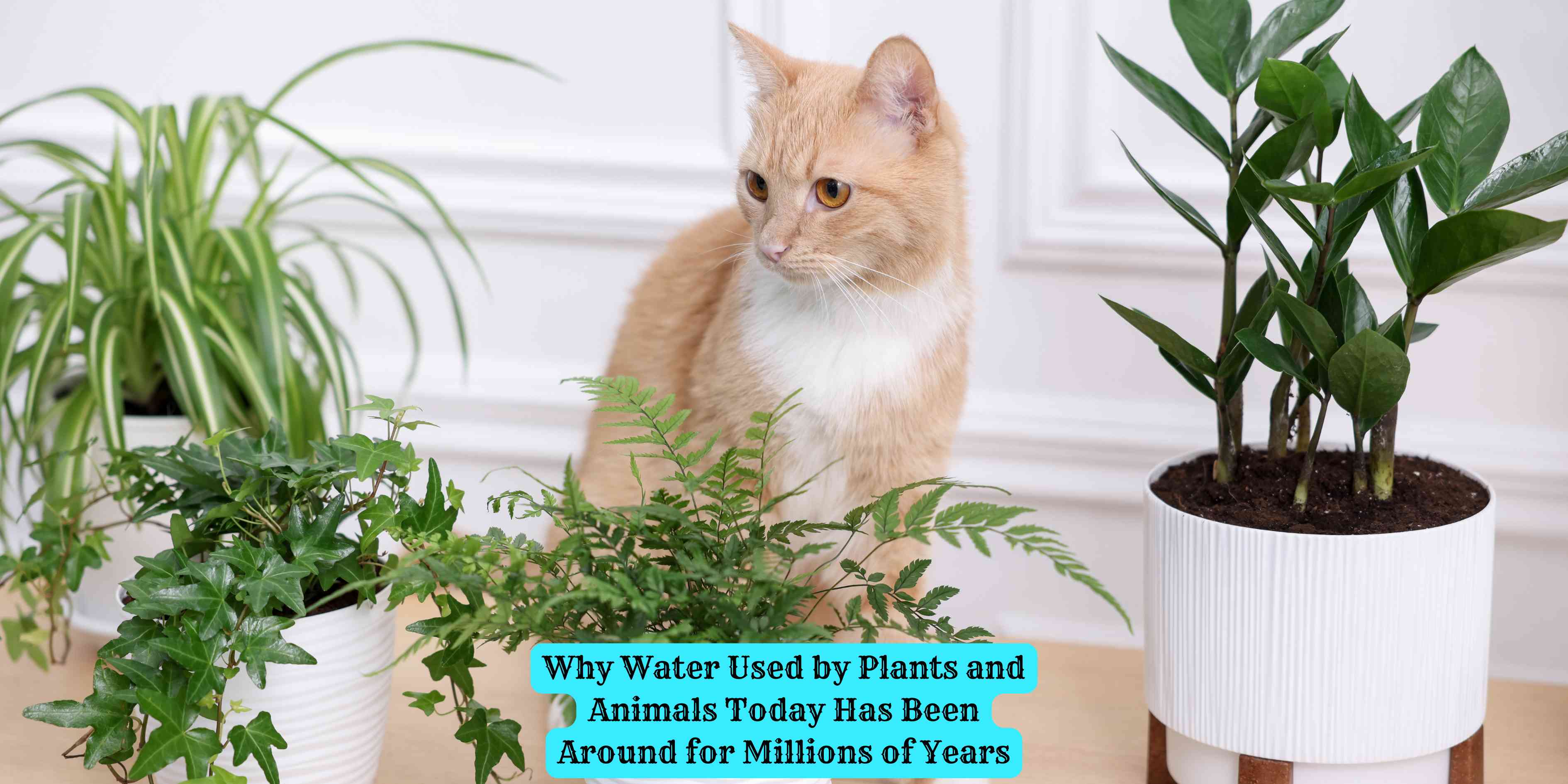 Why Water Used by Plants and Animals Today Has Been Around for Millions of Years