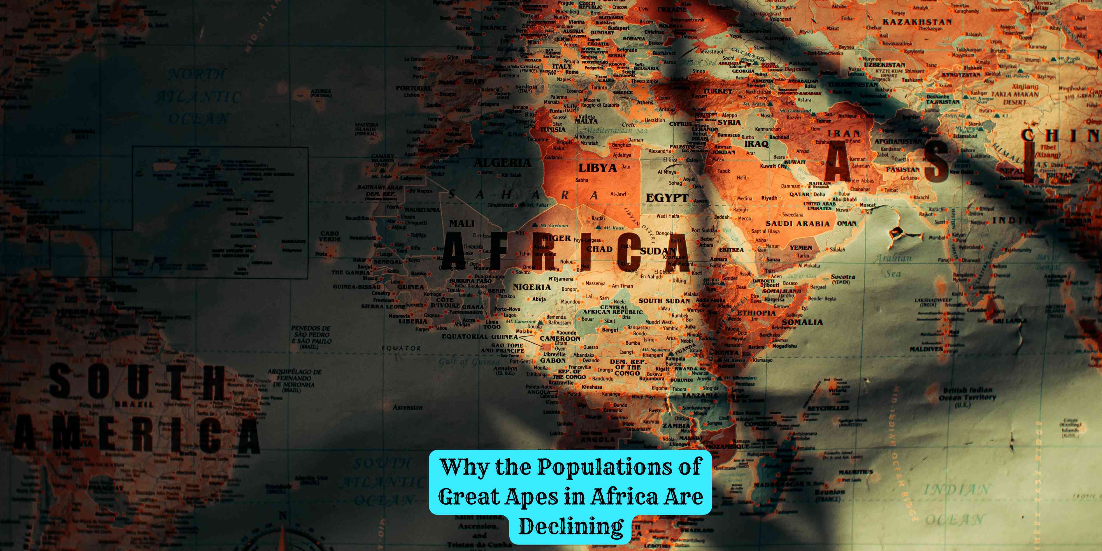 Why the Populations of Great Apes in Africa Are Declining