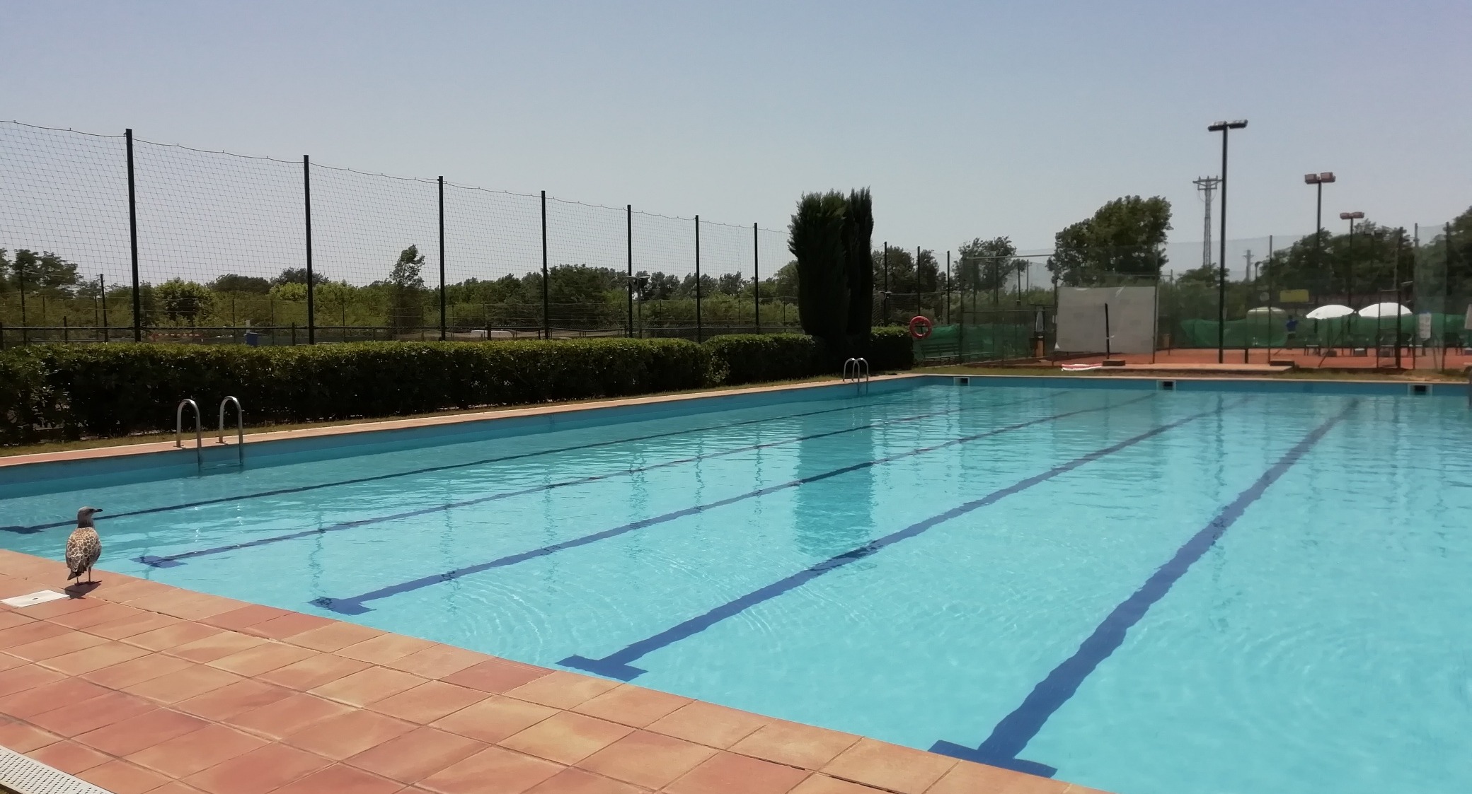Club de Tennis i Padel Blanes logo