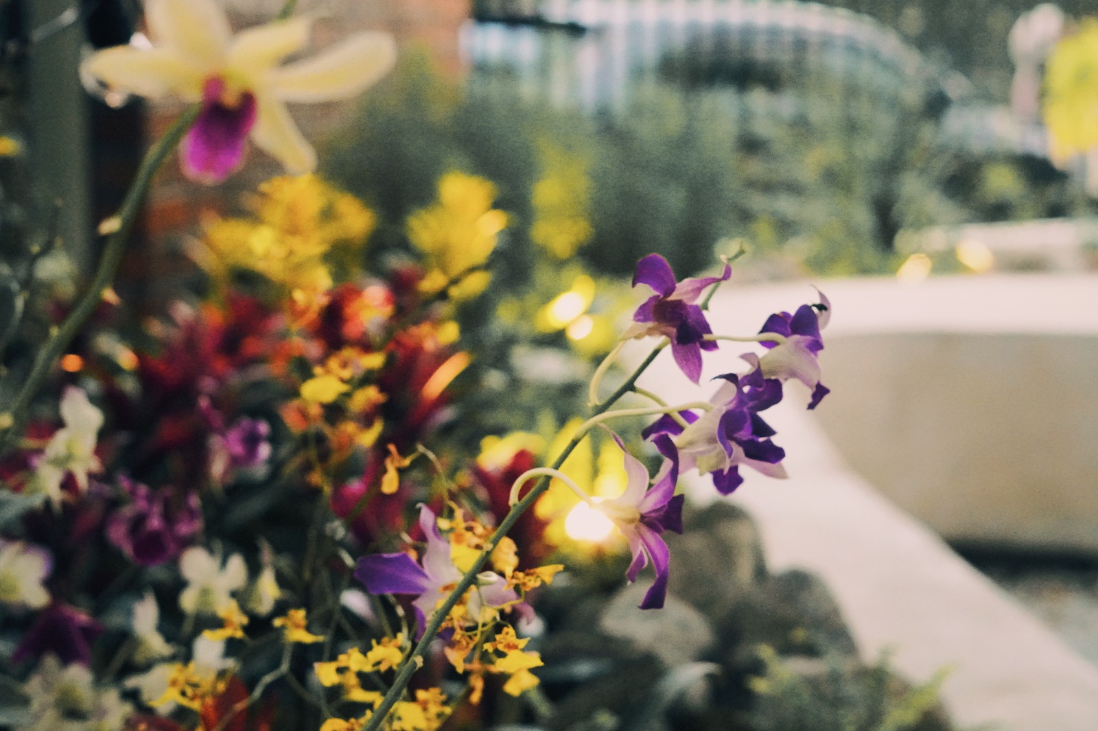 Pickle Garden - Photo 6