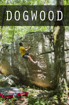 Dogwood cover