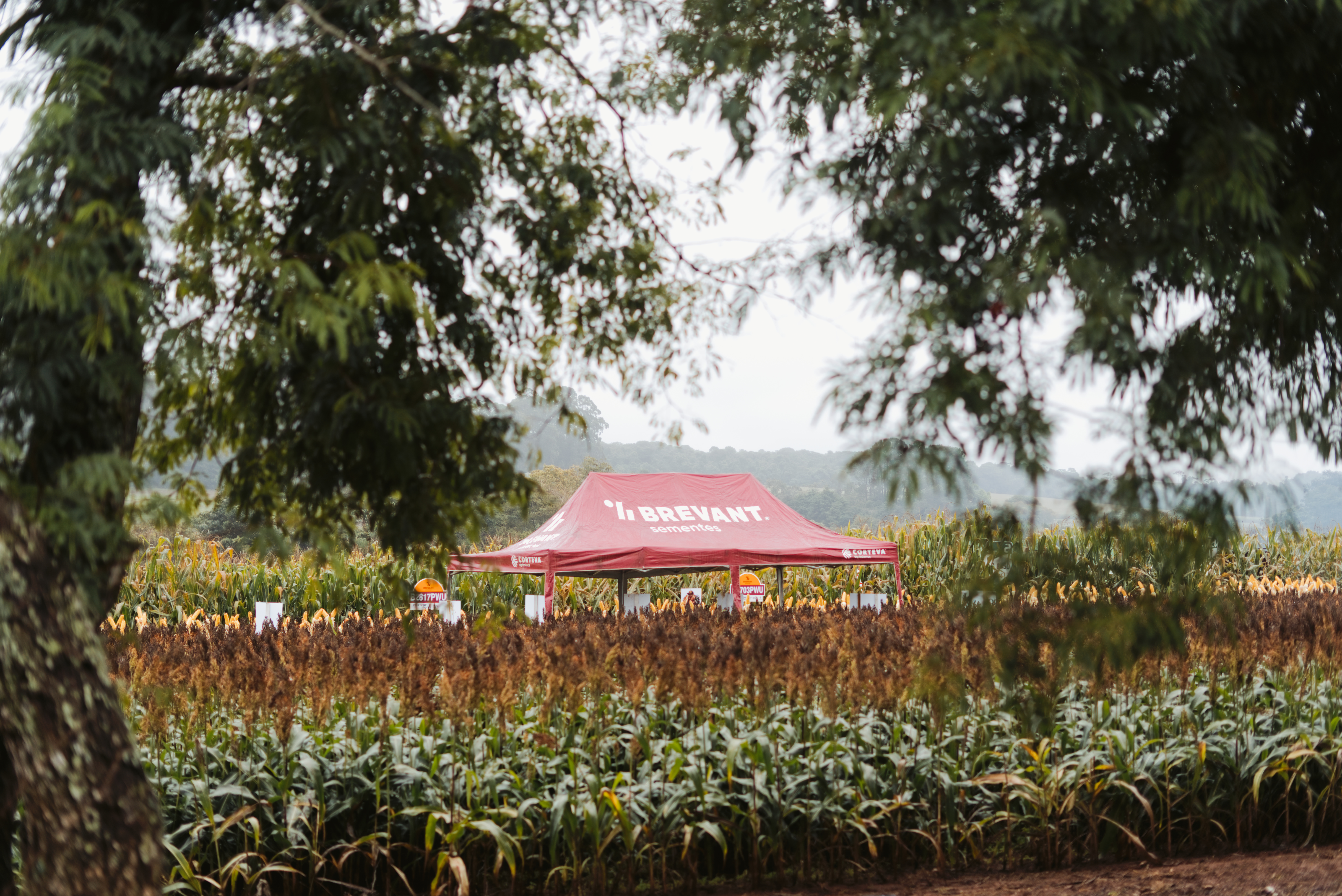 Dia de Campo CACB - Sorgo e Milho — imagem 7