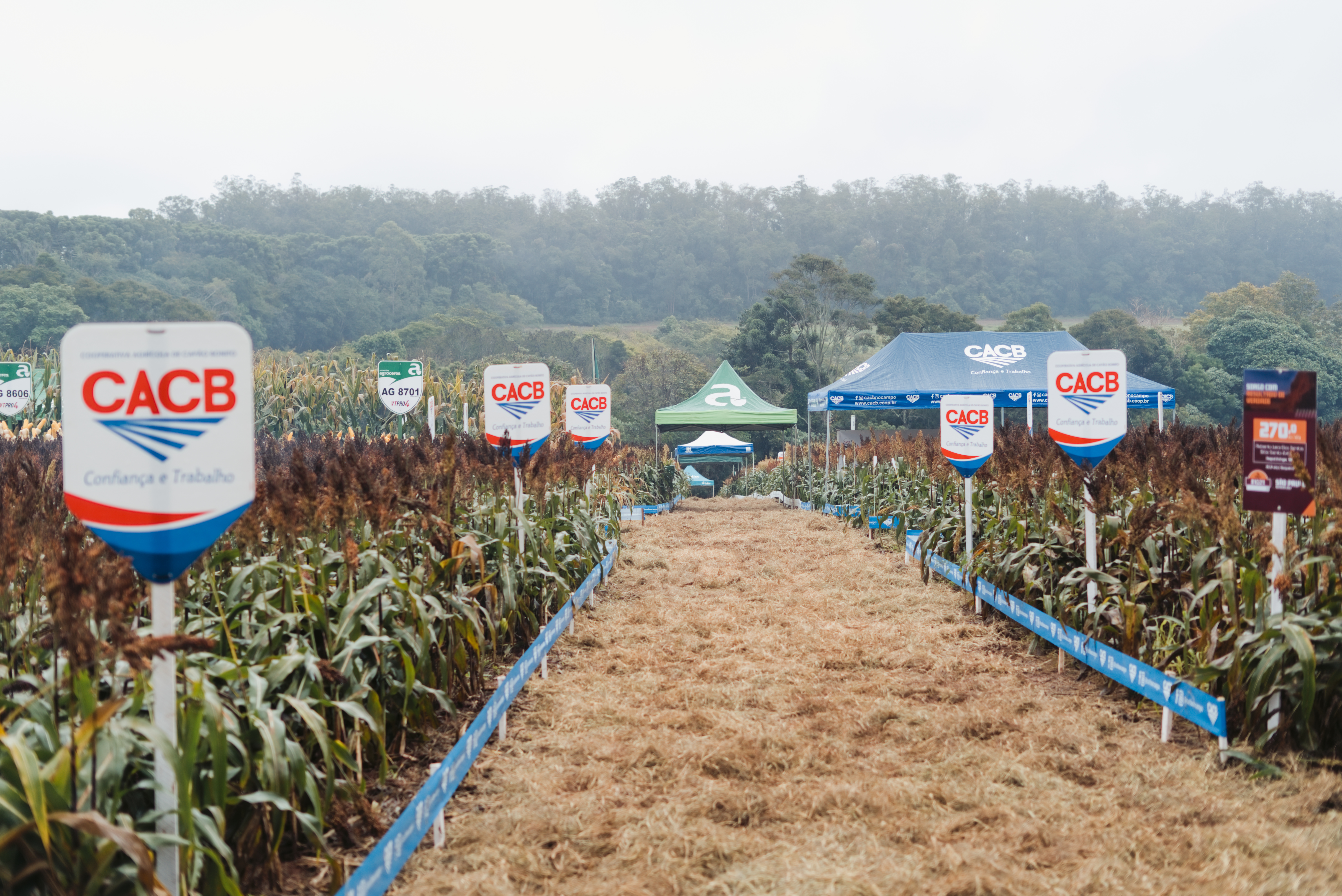 Dia de Campo CACB - Sorgo e Milho — imagem 9