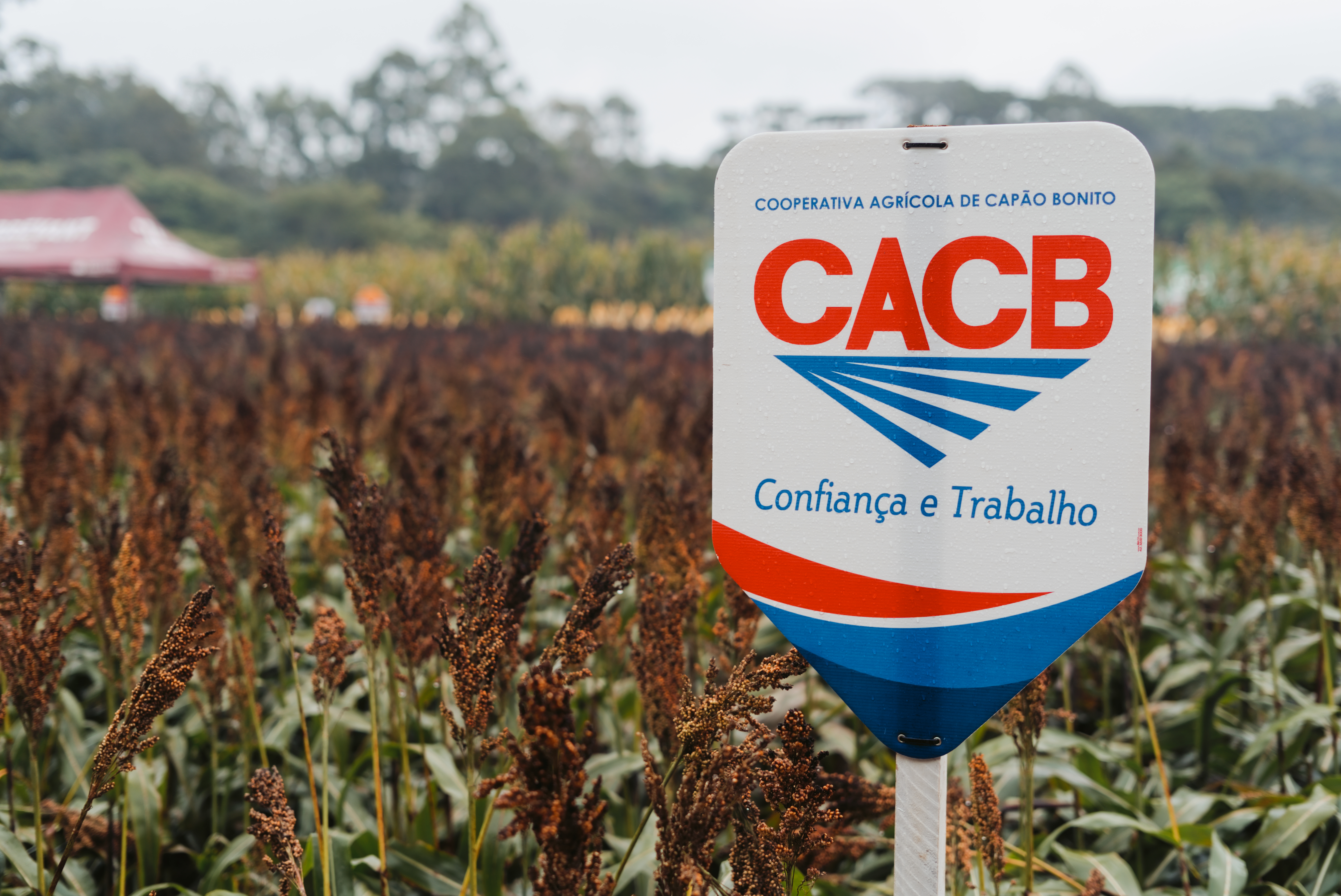 Dia de Campo CACB - Sorgo e Milho — imagem 10