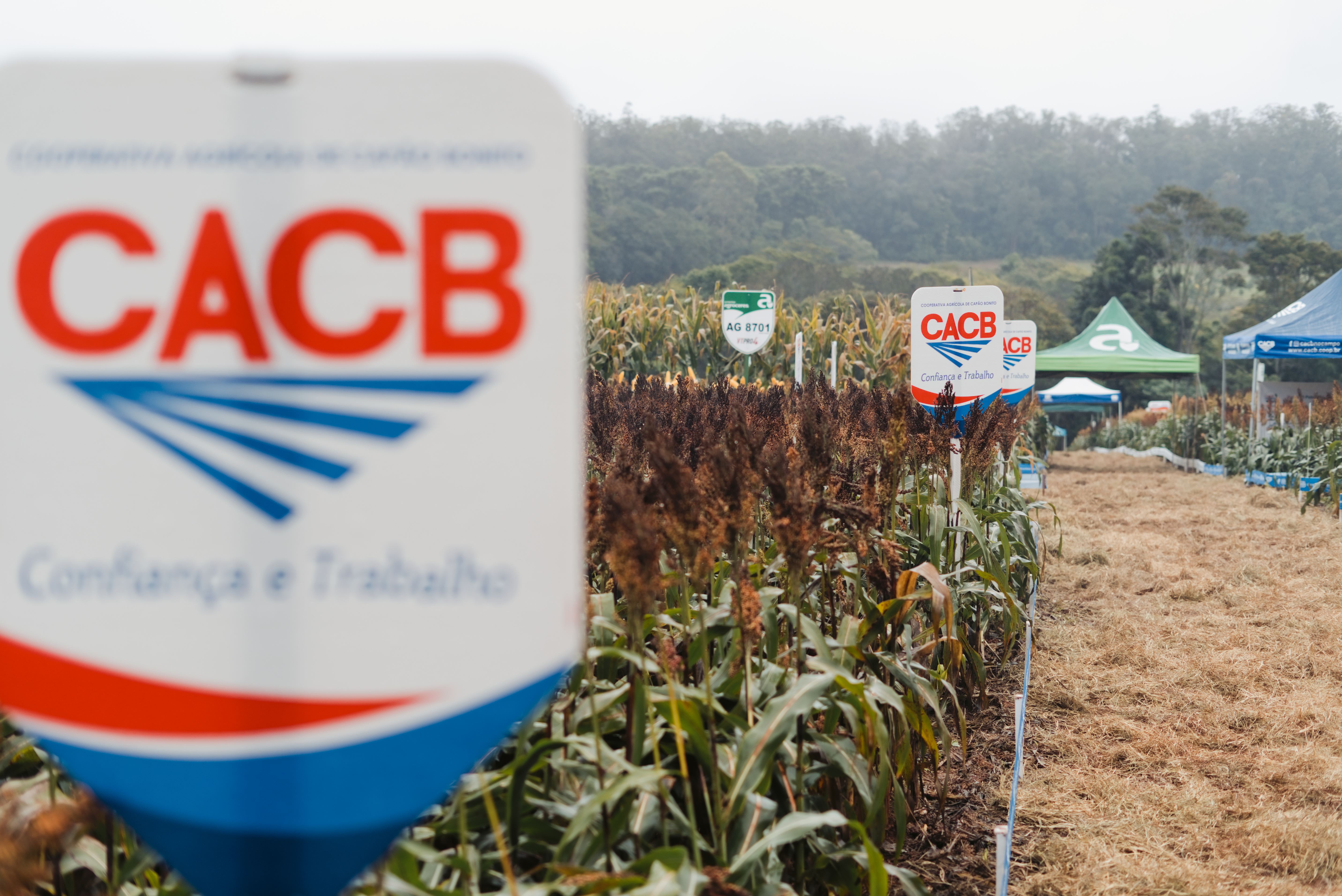 Dia de Campo CACB - Sorgo e Milho — imagem 11
