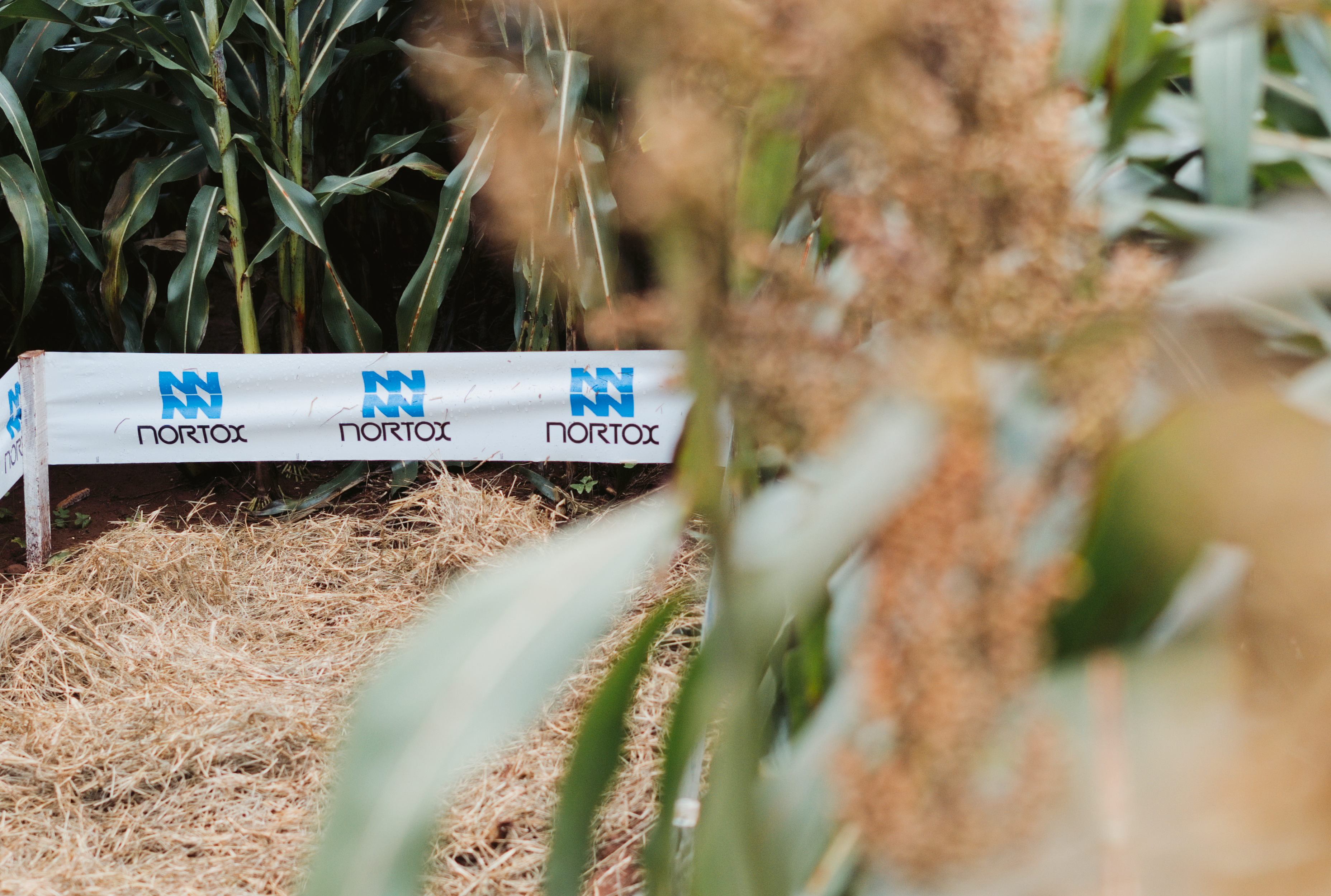 Dia de Campo CACB - Sorgo e Milho — imagem 30