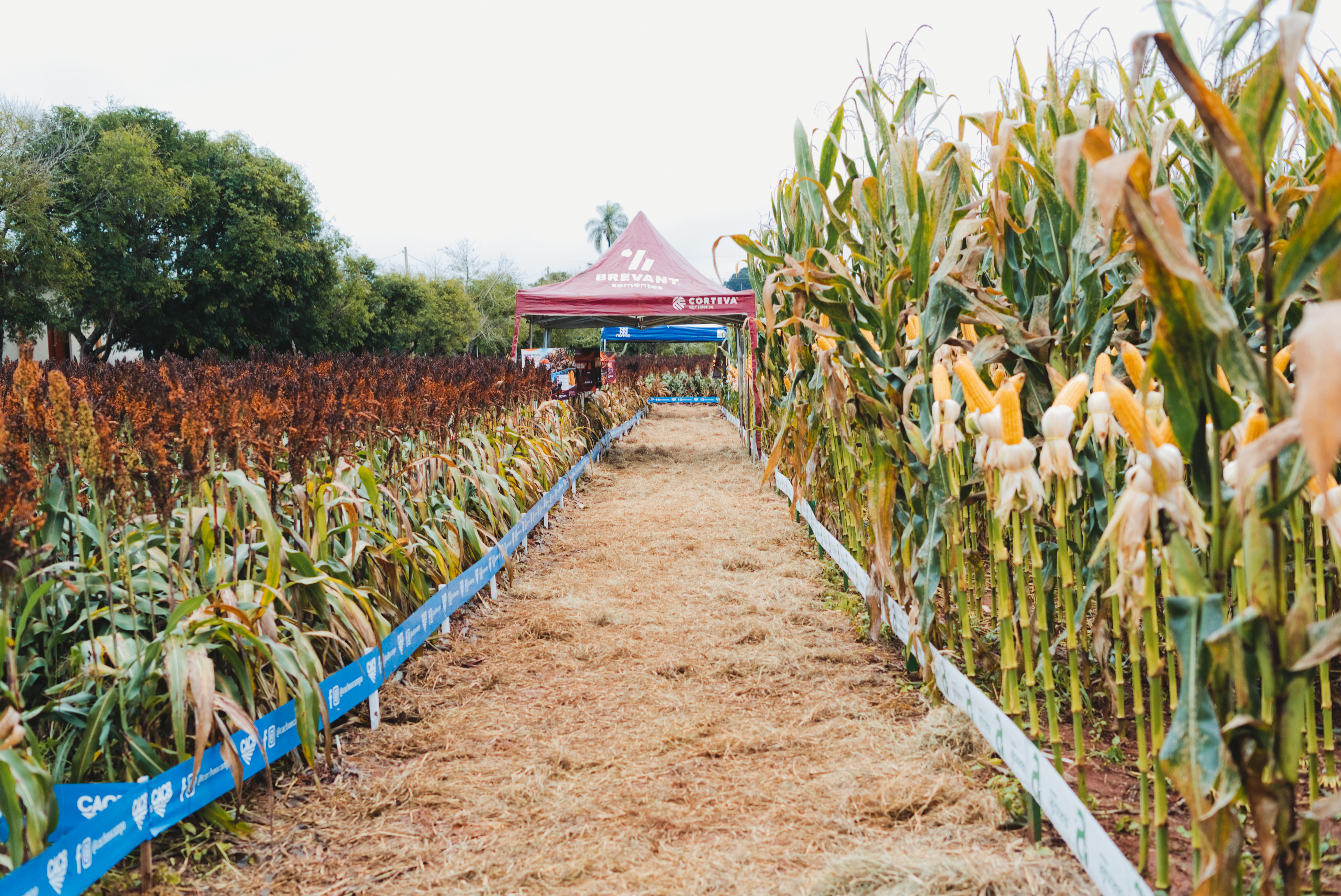 Dia de Campo CACB - Sorgo e Milho — imagem 39