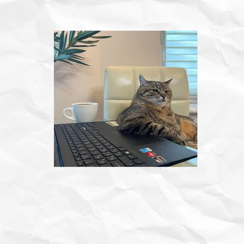 Cat at Laptop with Sinhala Text