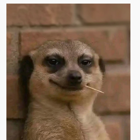 Smirking Meerkat with Toothpick