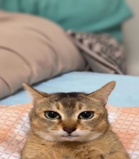 Annoyed Cat Reaction Meme