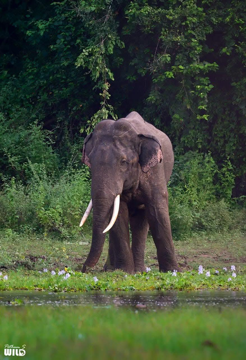 Elephant in Jungle