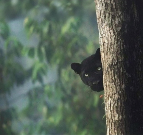 Black Panther Hiding Behind Tree